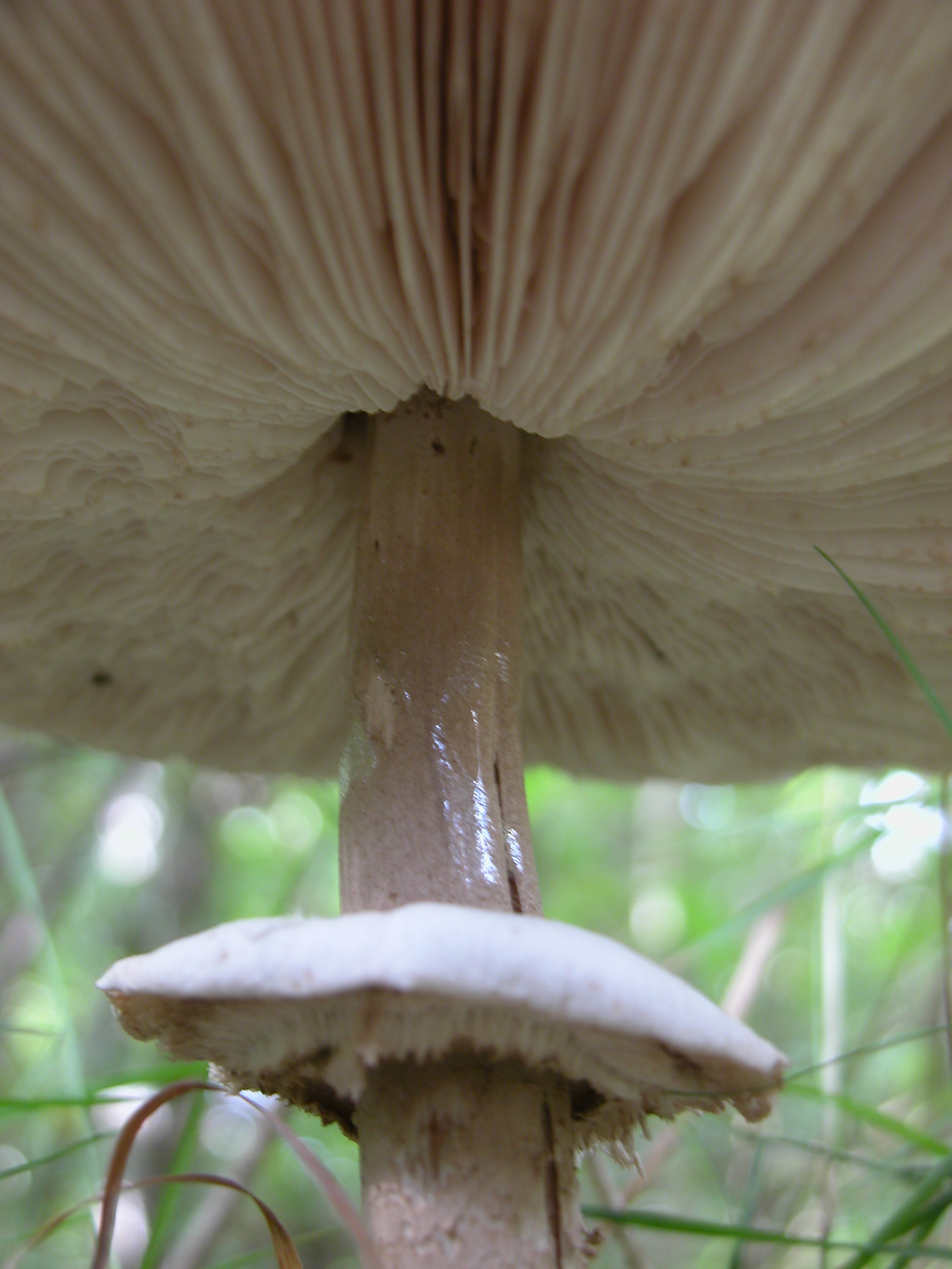 toadstool mushroom forest