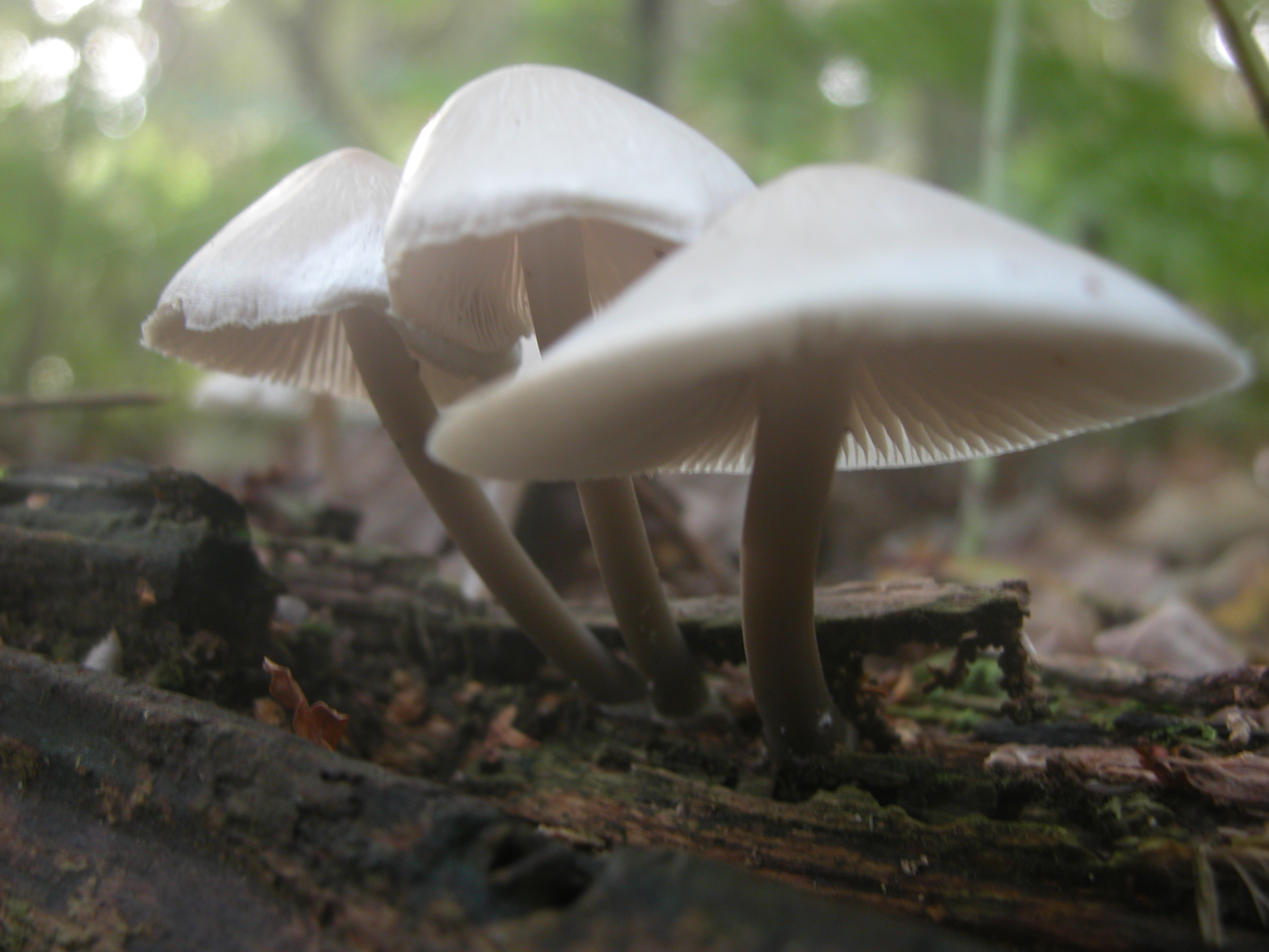 mushroom mushrooms shroom shrooms nature elves fungus forest floor