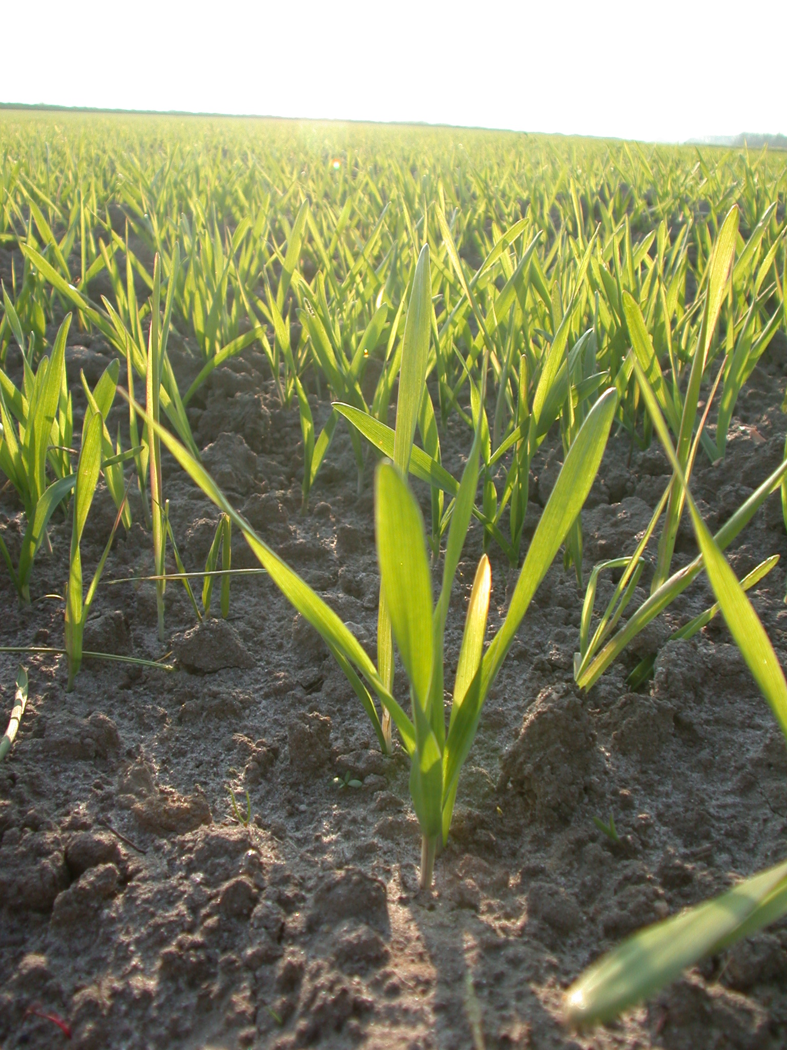 crops on land green plants morning sunny