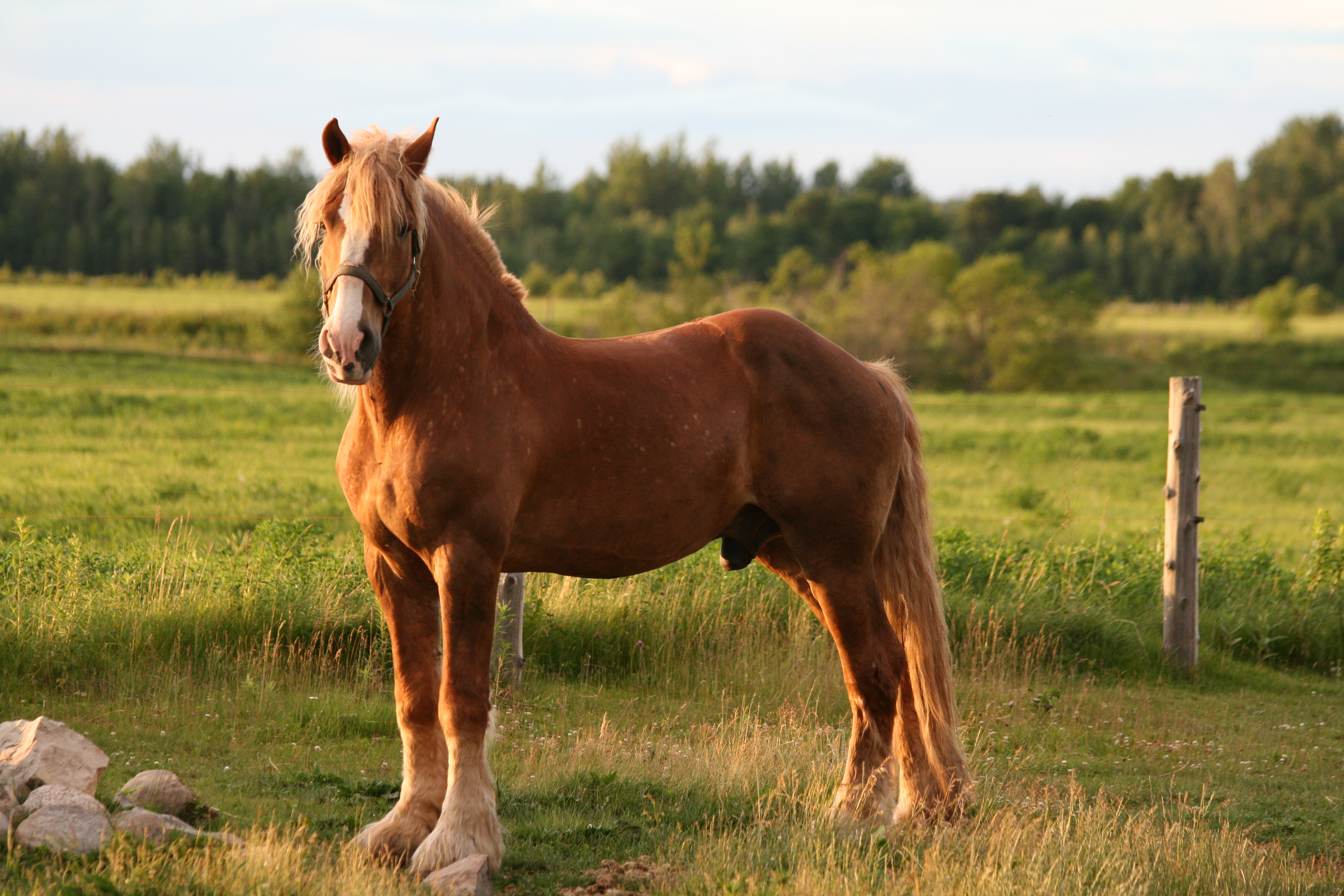 bozzit nature animals land horse side meadow