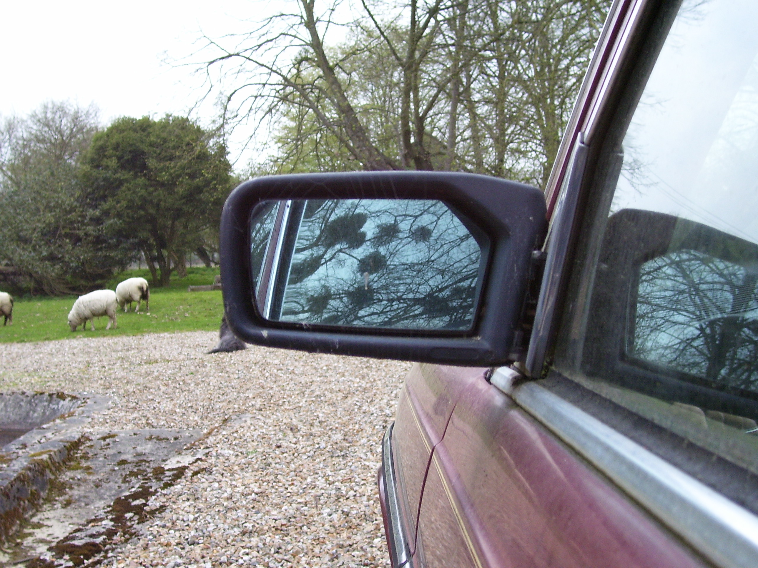 makkes car mirror glass sheep parked door