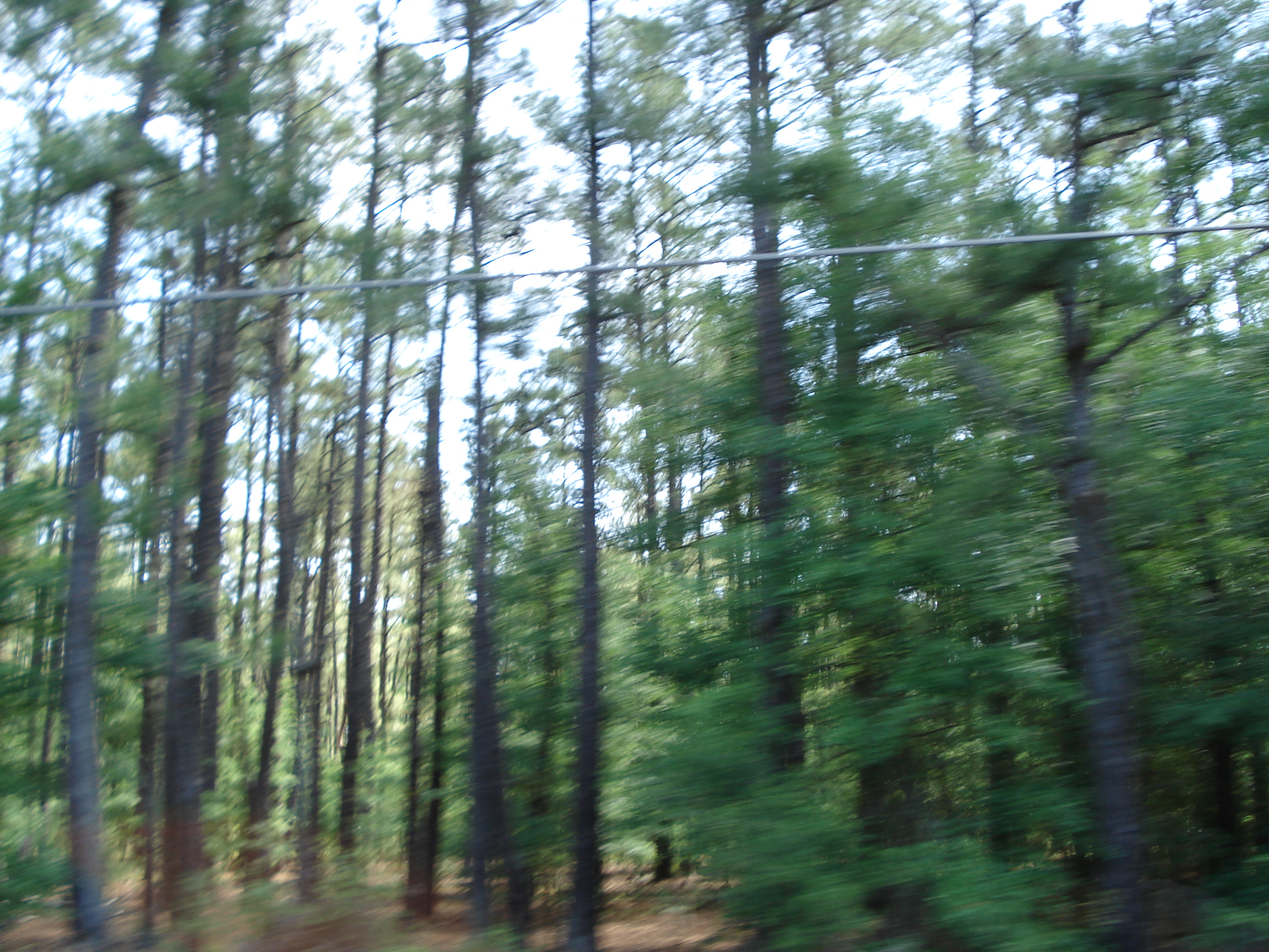 sallie_richardson forest jungle speed blur speeding past