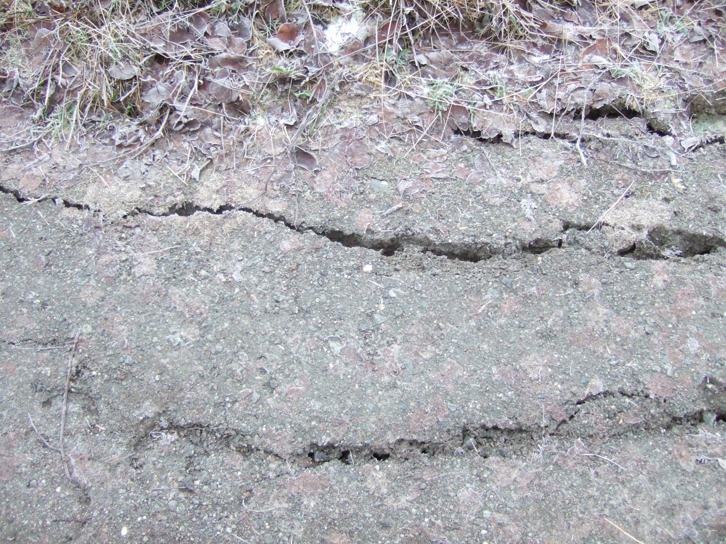 tabus frozen forest ground leafs mud