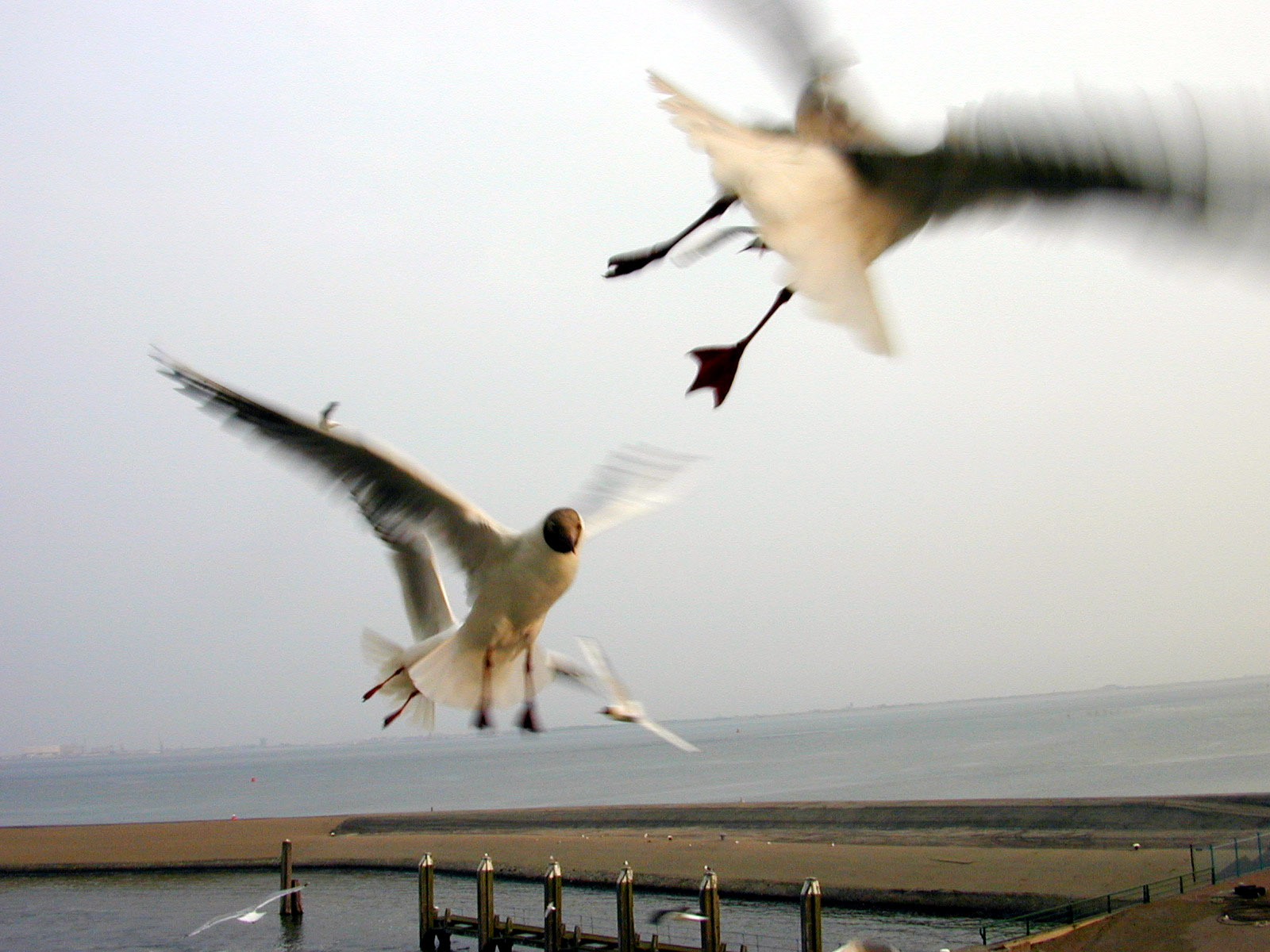 seagull in flight birds fight