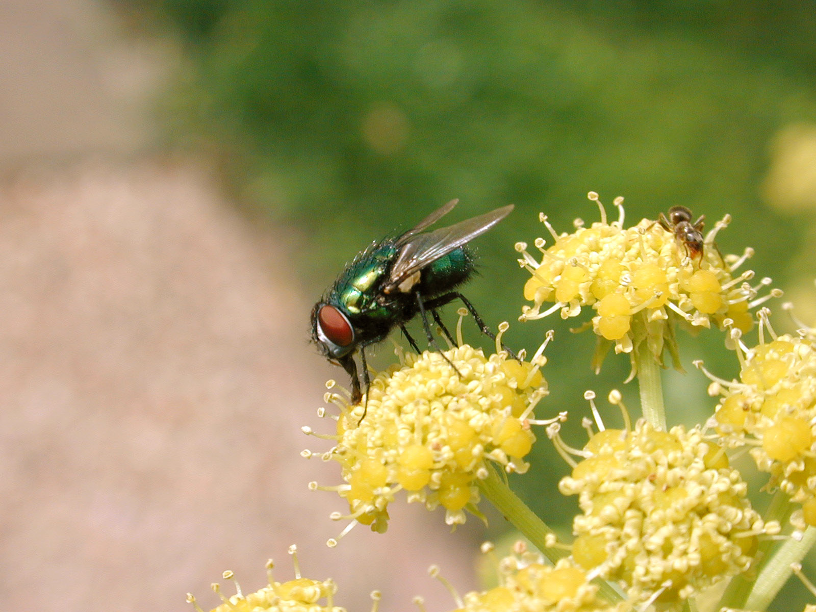 green insect fly yellow flowers side