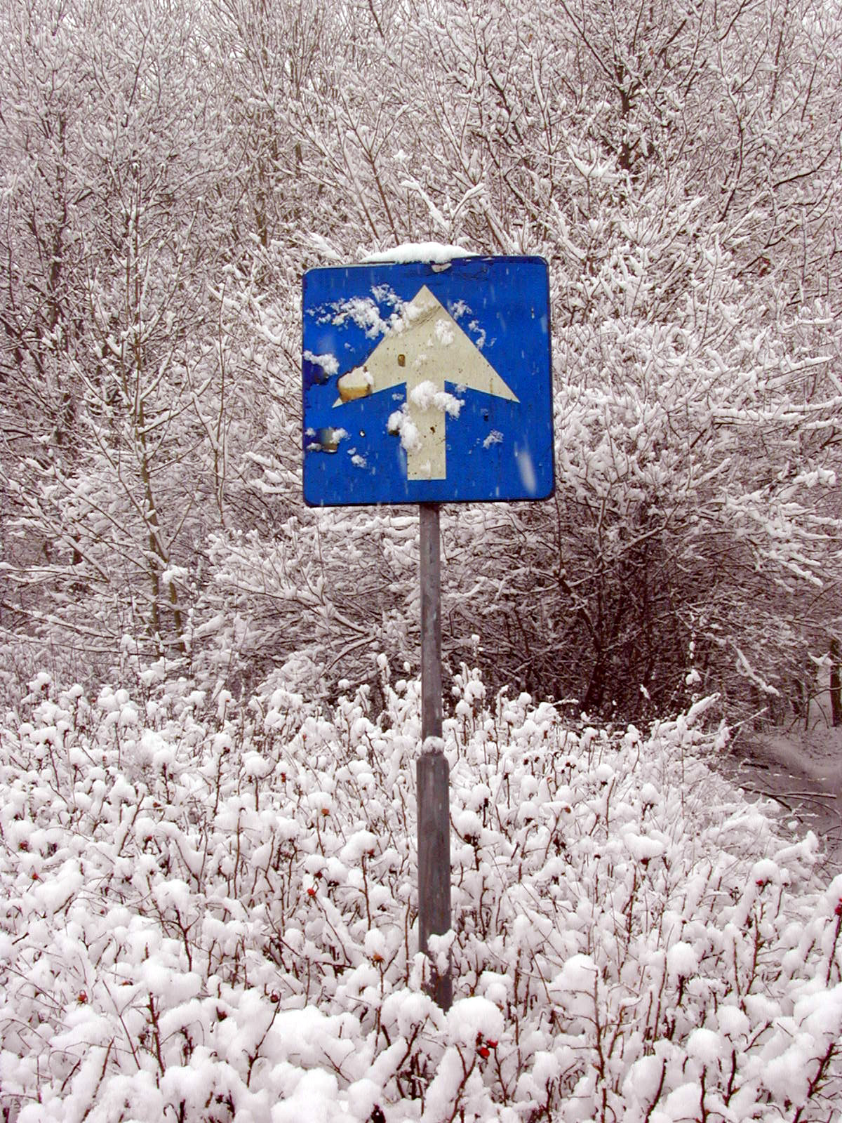 sign blue white and arrow roadsign trafficsign winter snow snowing