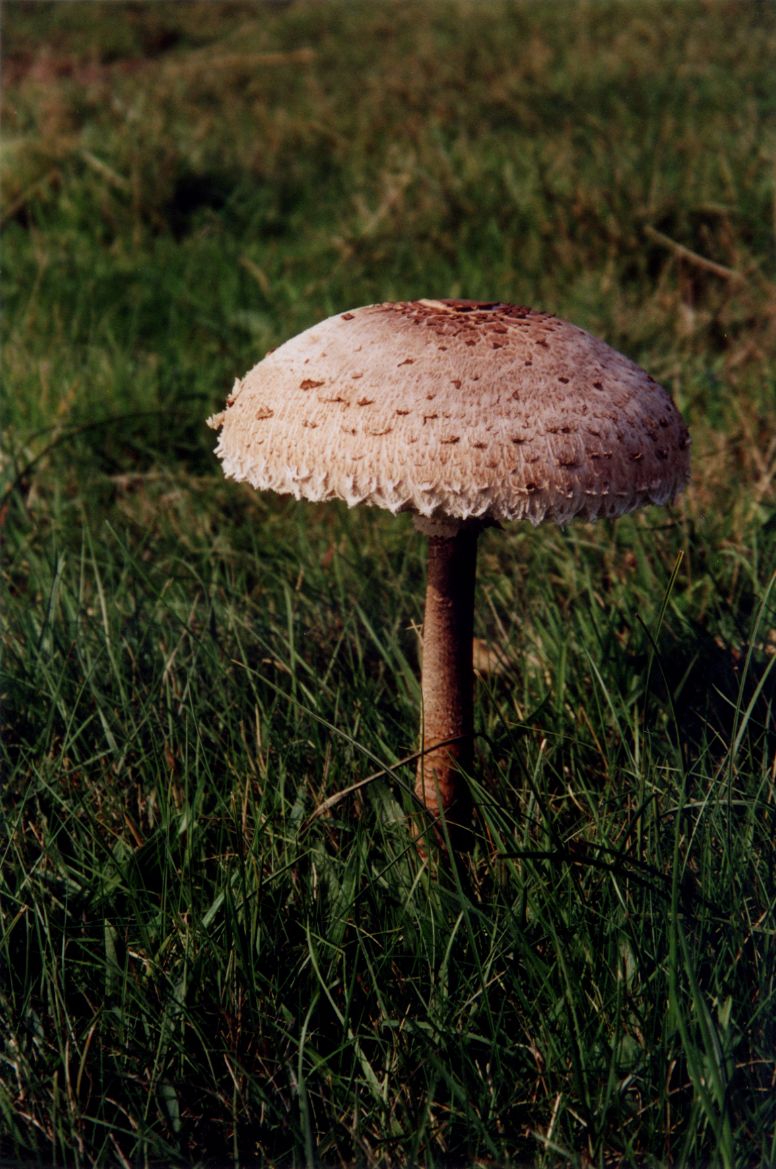 mushroom nature plants fungus funghy