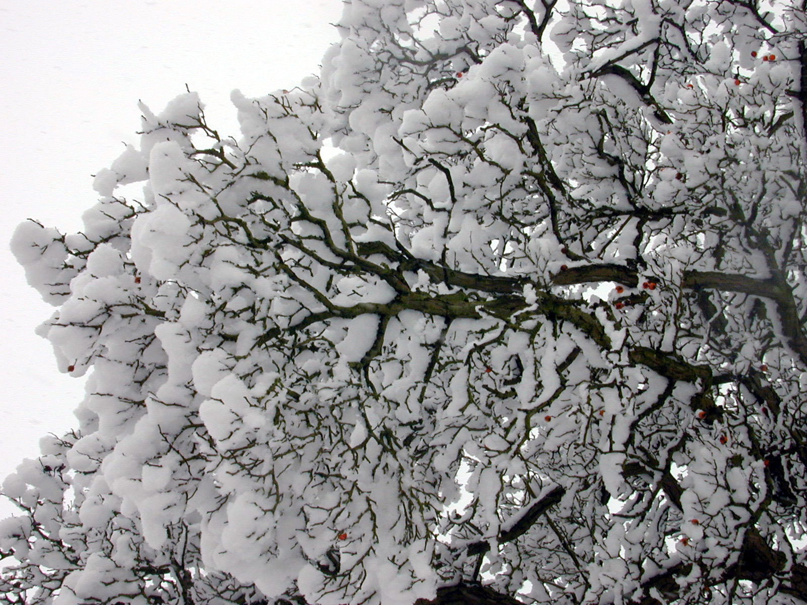 tree twick snow branch winter christmass