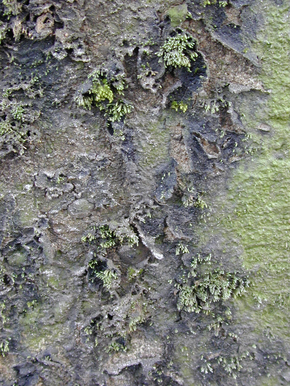 walls textures dirty overgrown weathered funghus fungus