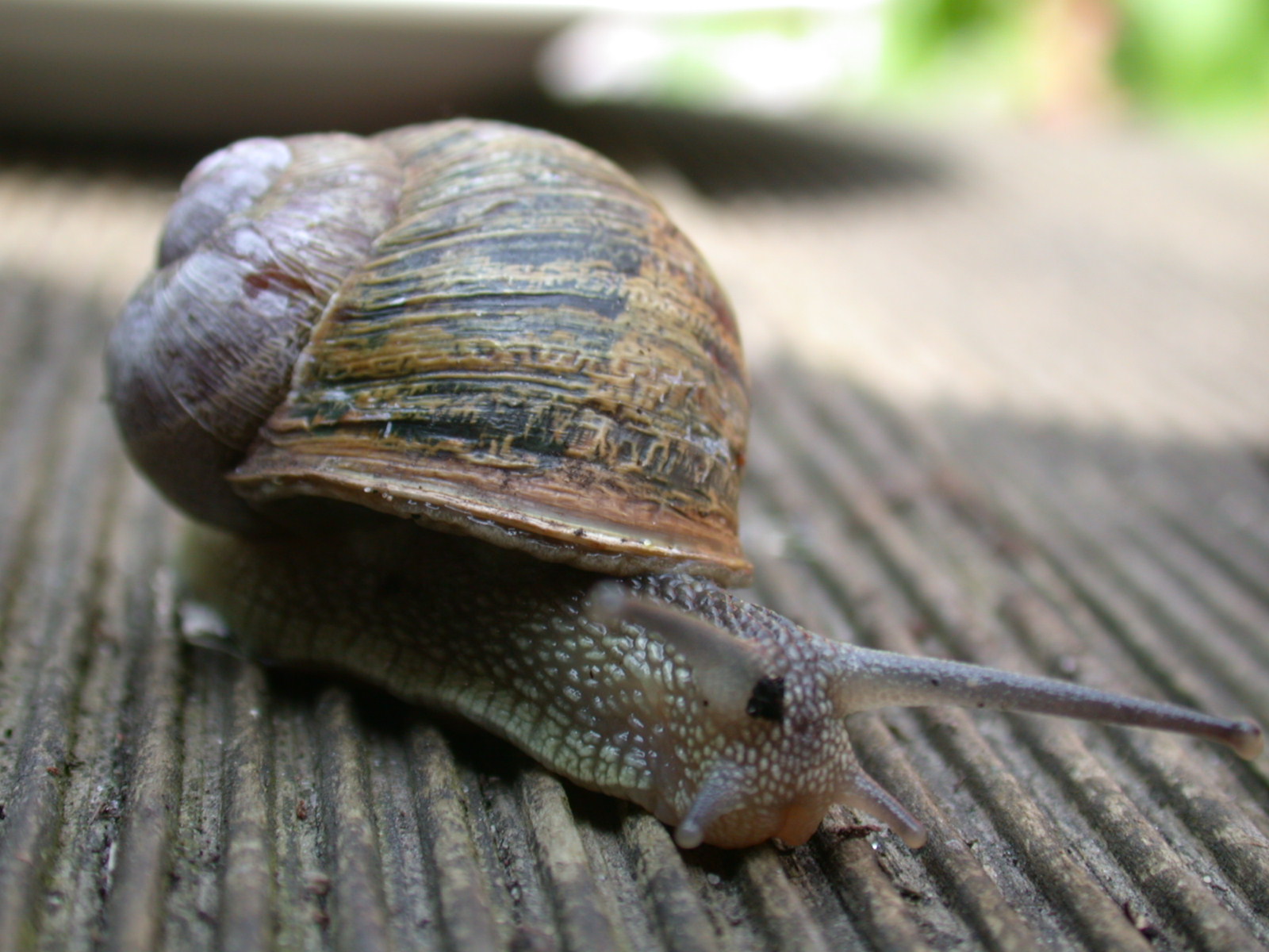 snail macro nature animals insects full shell brown