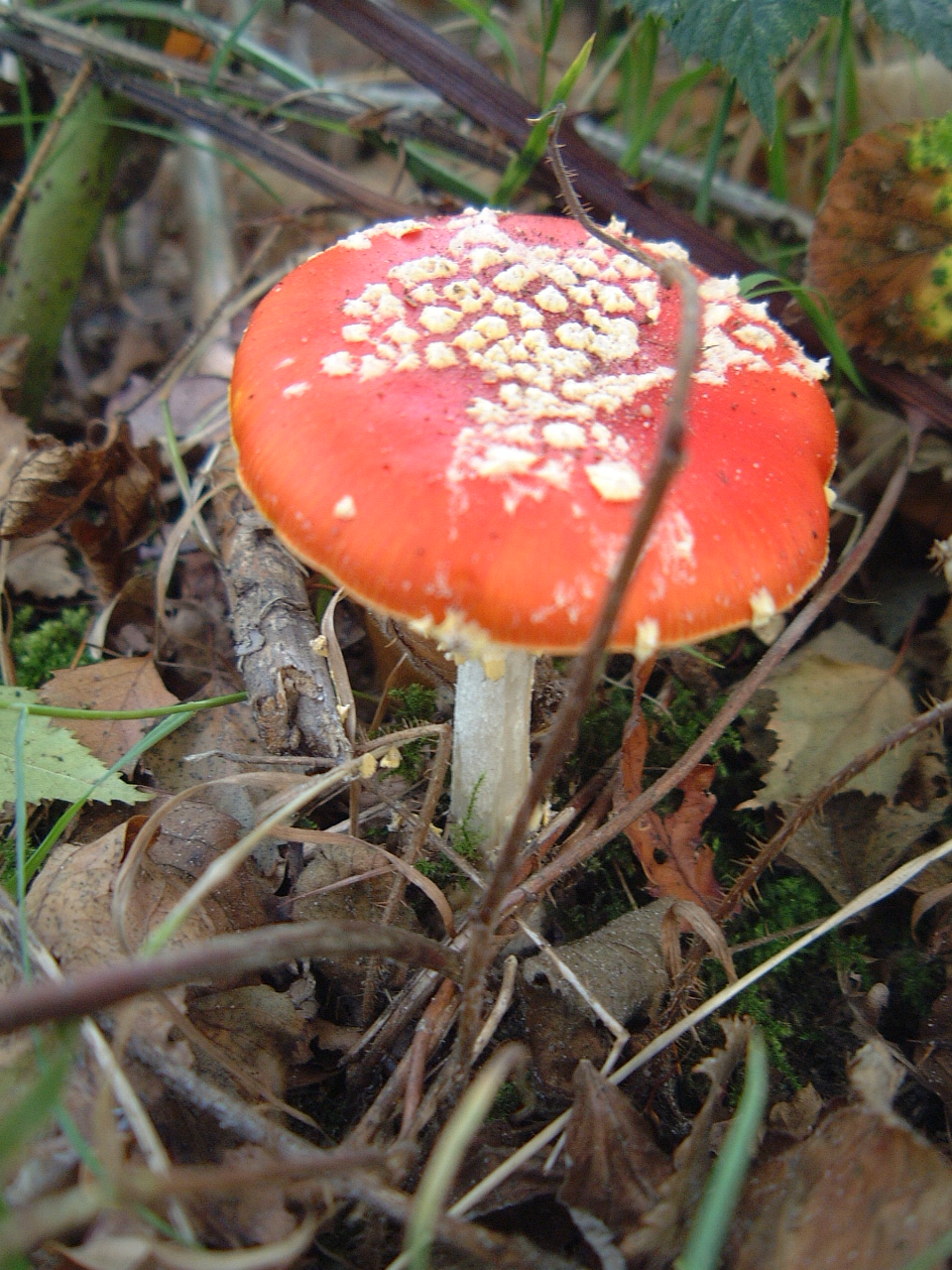 mushroom maartent nature plants fall red poisoned poisoness red dotted