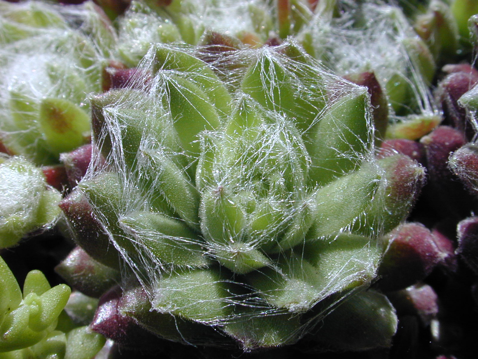 web cobweb nature plants succulent