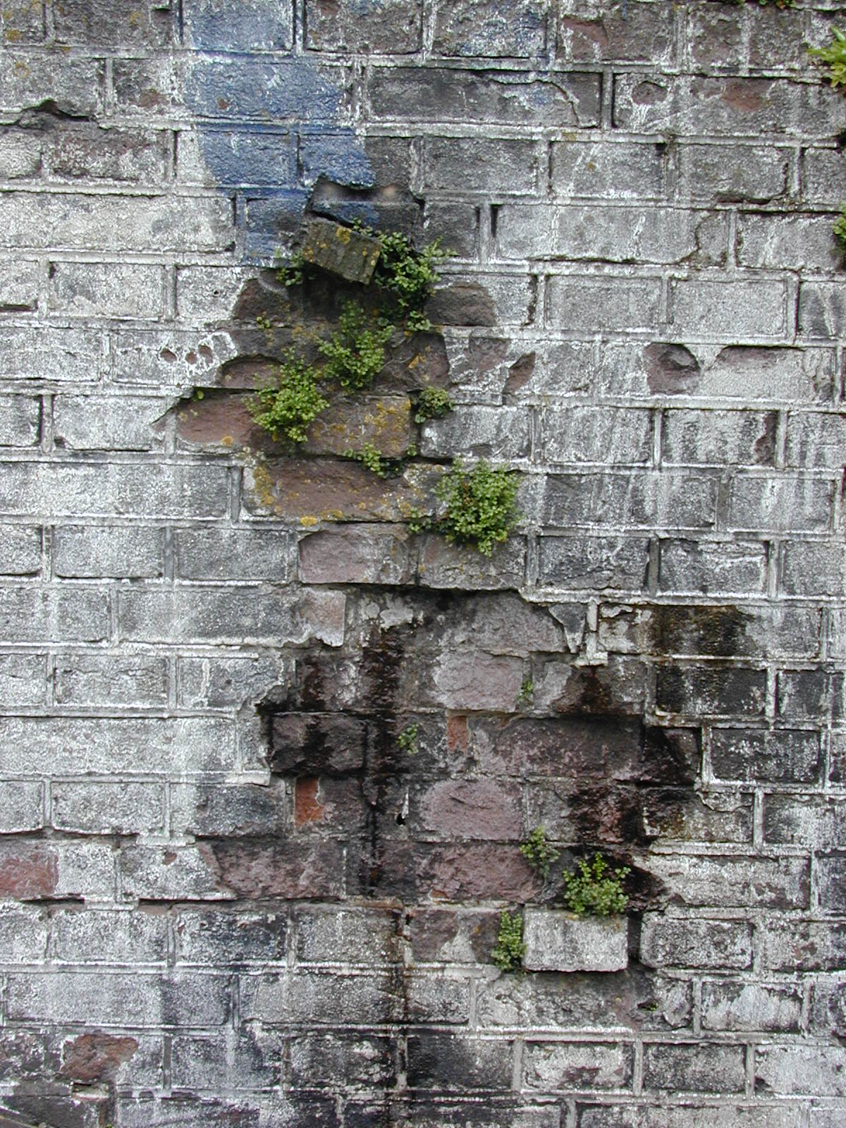 wall moss covered in with green grey bricks tile tiles plaster