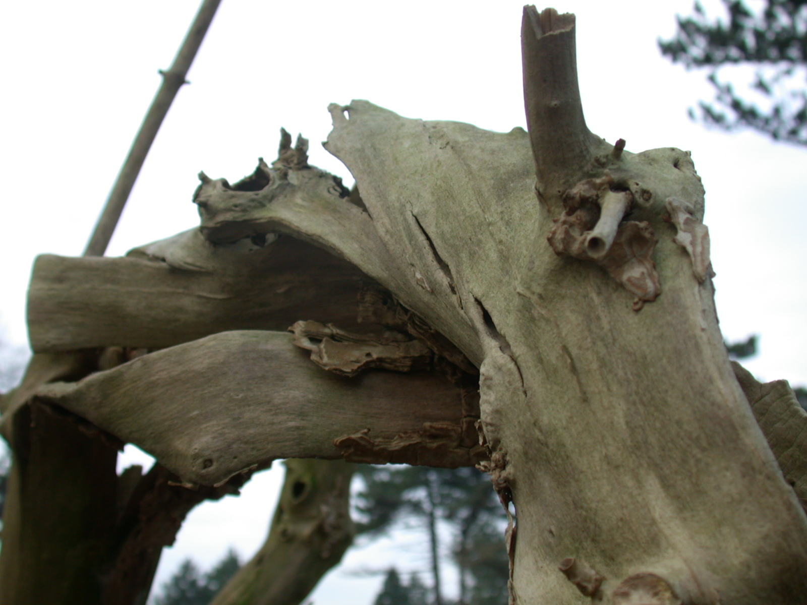 wood branch tree broken bended