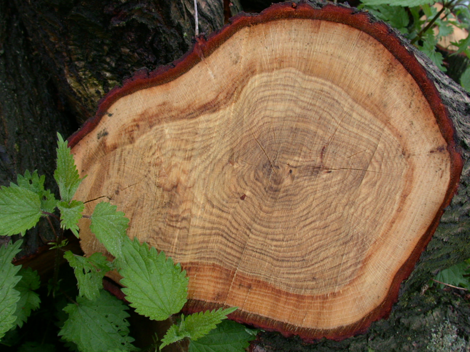 tree stump cut down rings