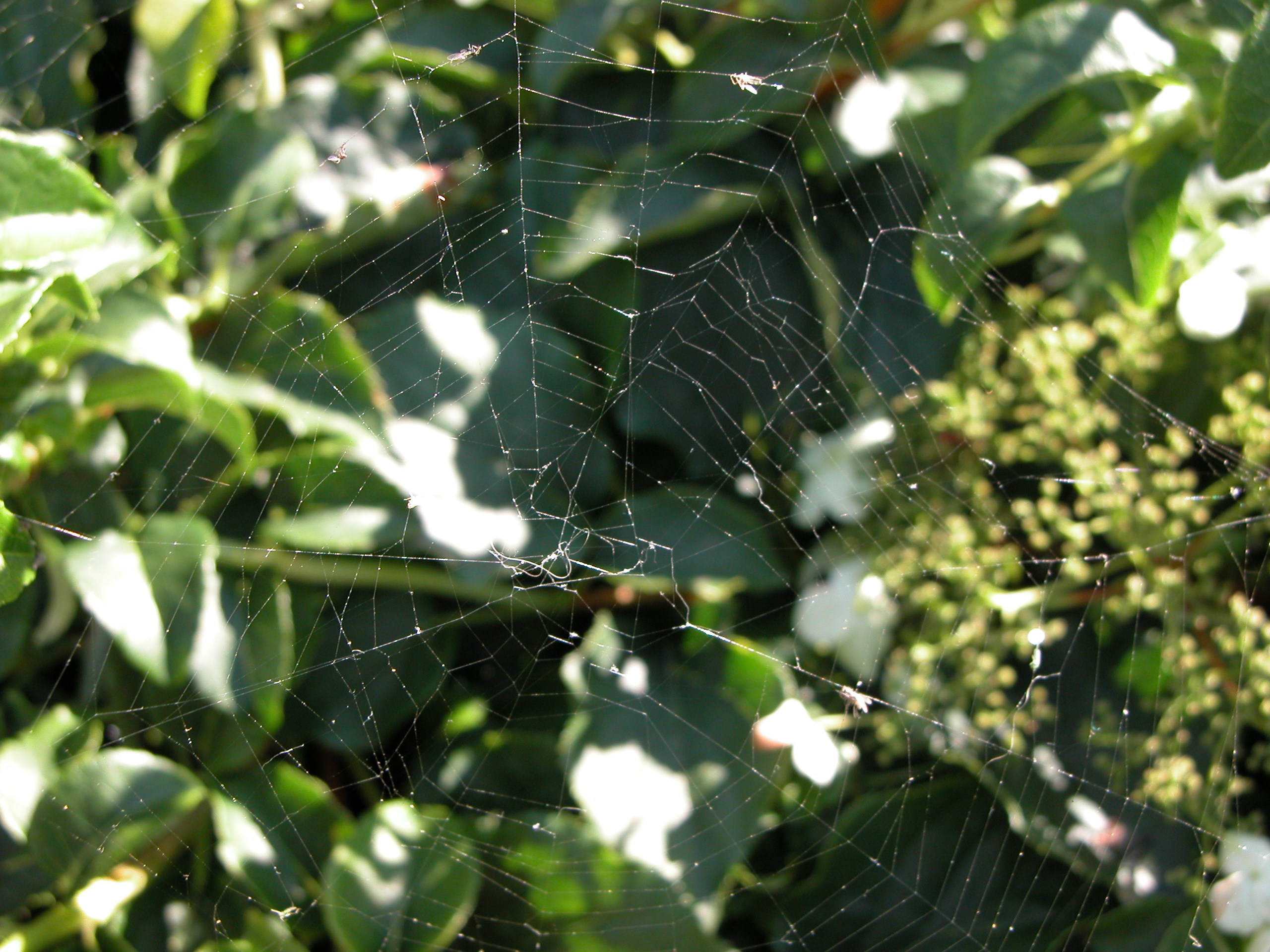 nature animals insects objects spiderweb web cobweb textures