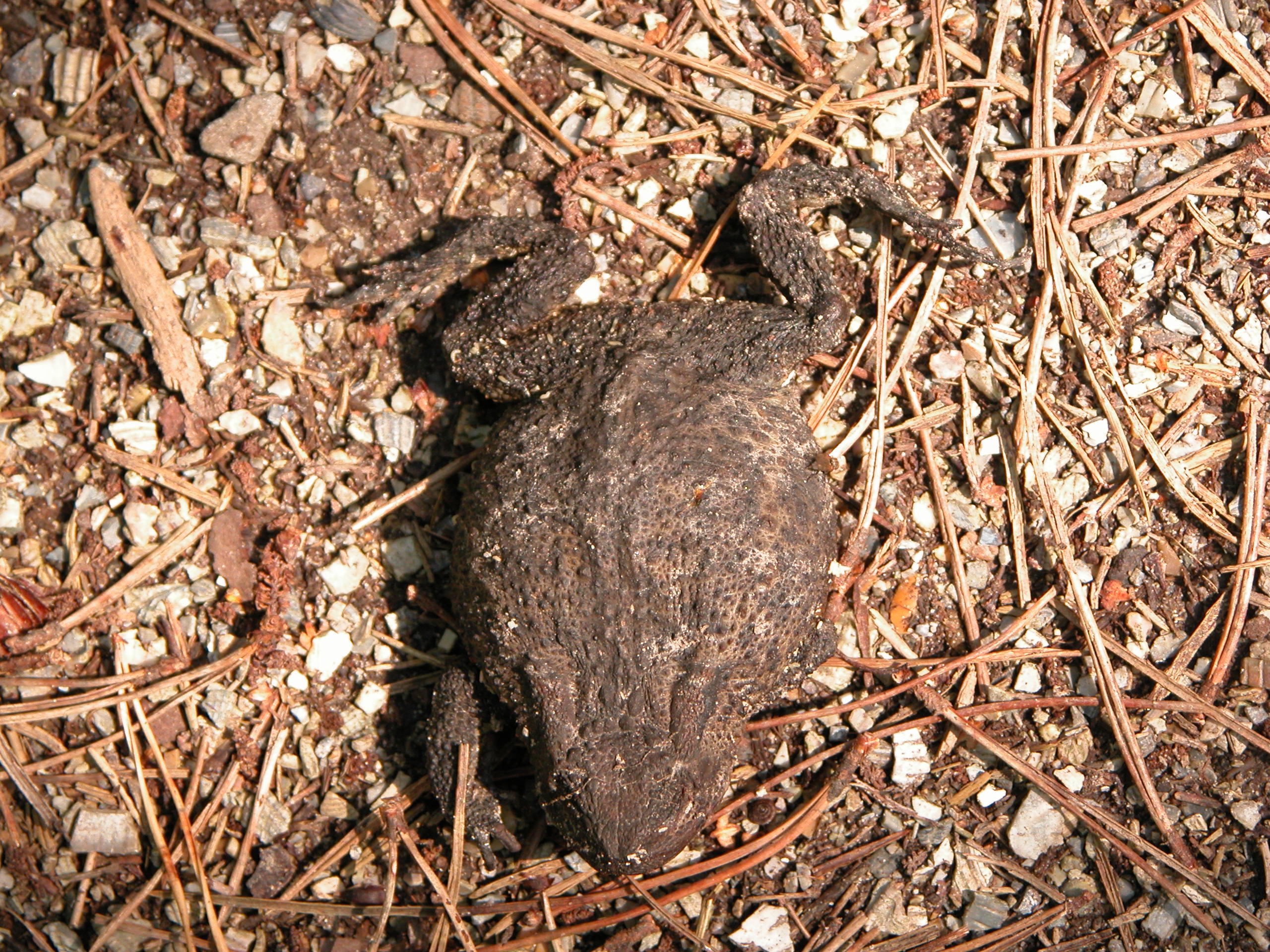 large big huge toad amphibean green frog brown ground crawl crawling