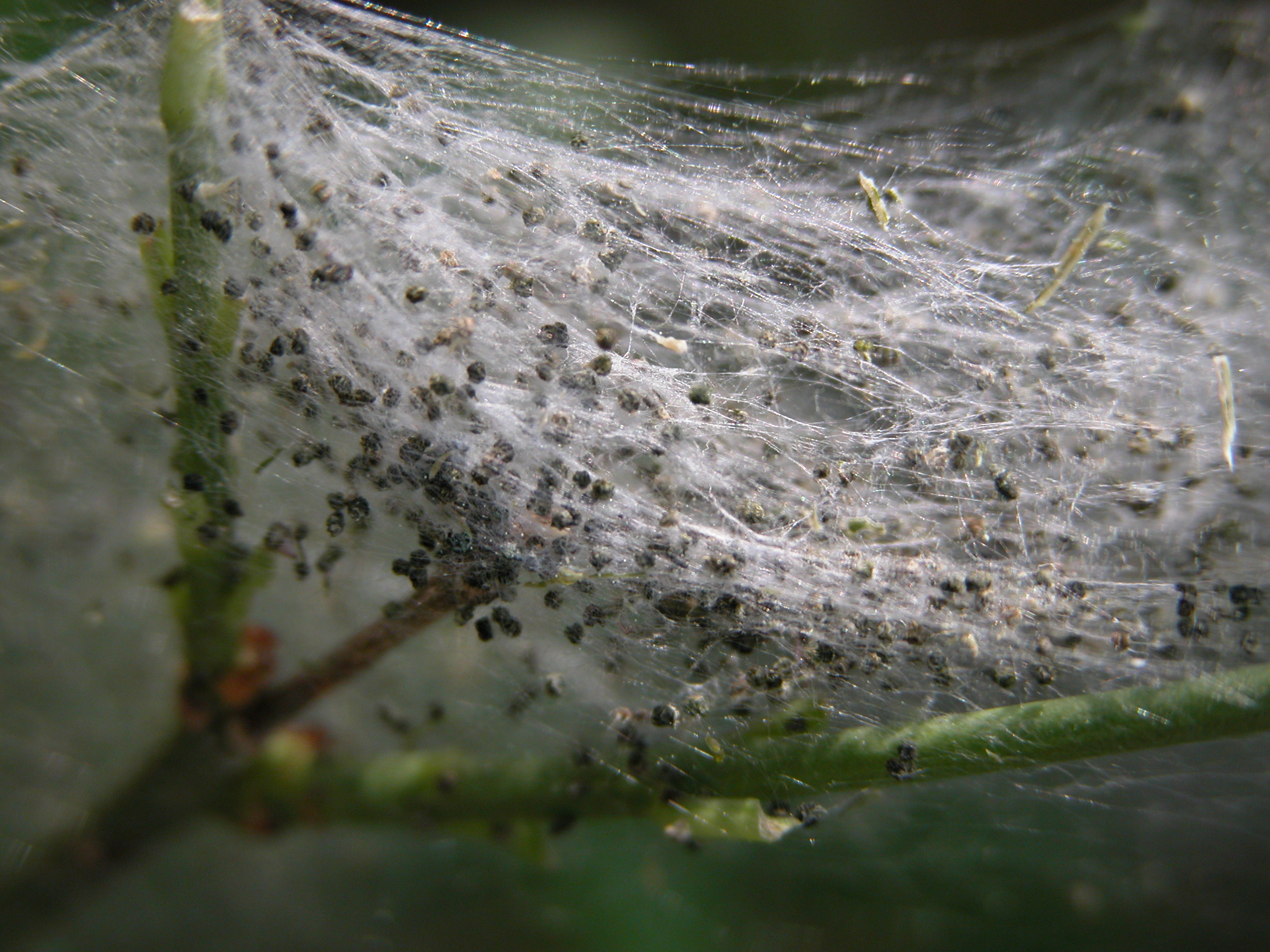 web cobweb silk wires fibre nature animals insects