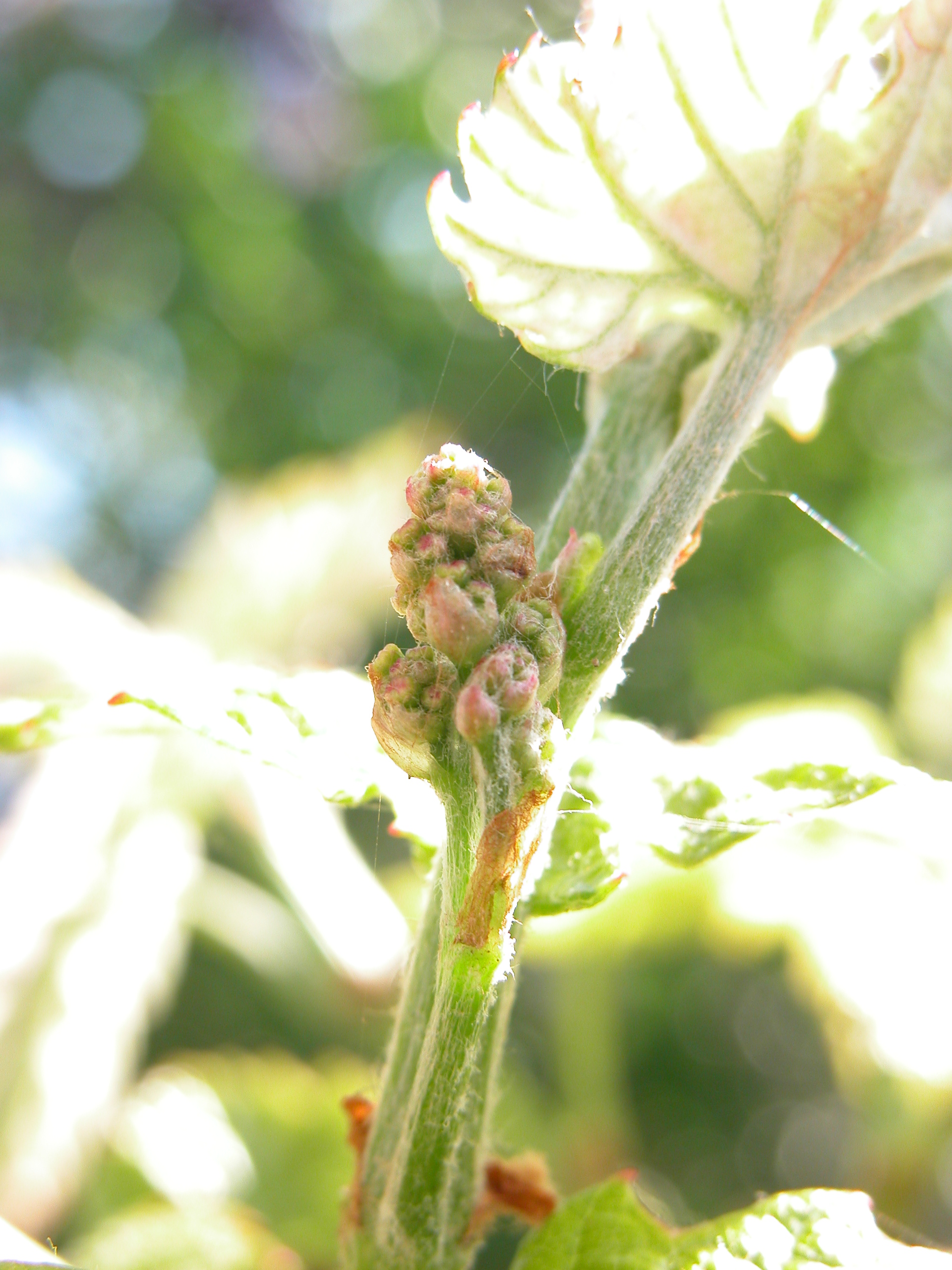 nature plants flower green leaf web cobweb royalty