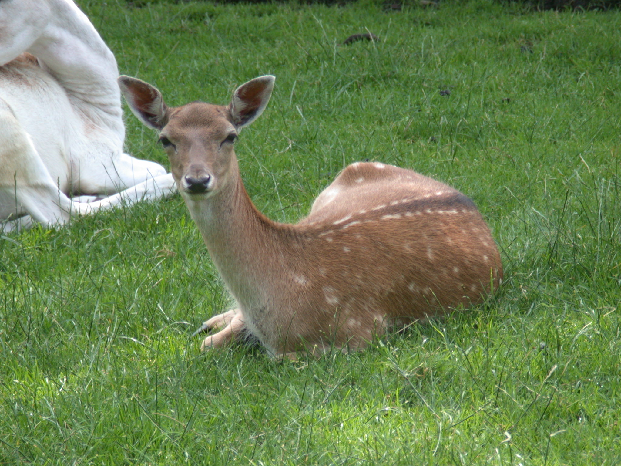 deer female lying spots spotted fur back ears petting-zoo pettingzoo petting zoo grass in the