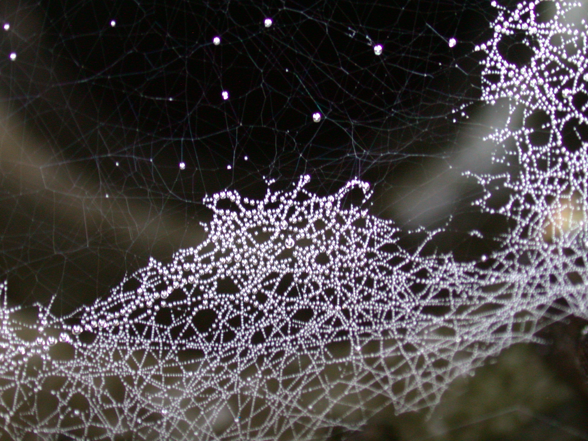 nature elements web cobweb spiderweb water waterdrops drops