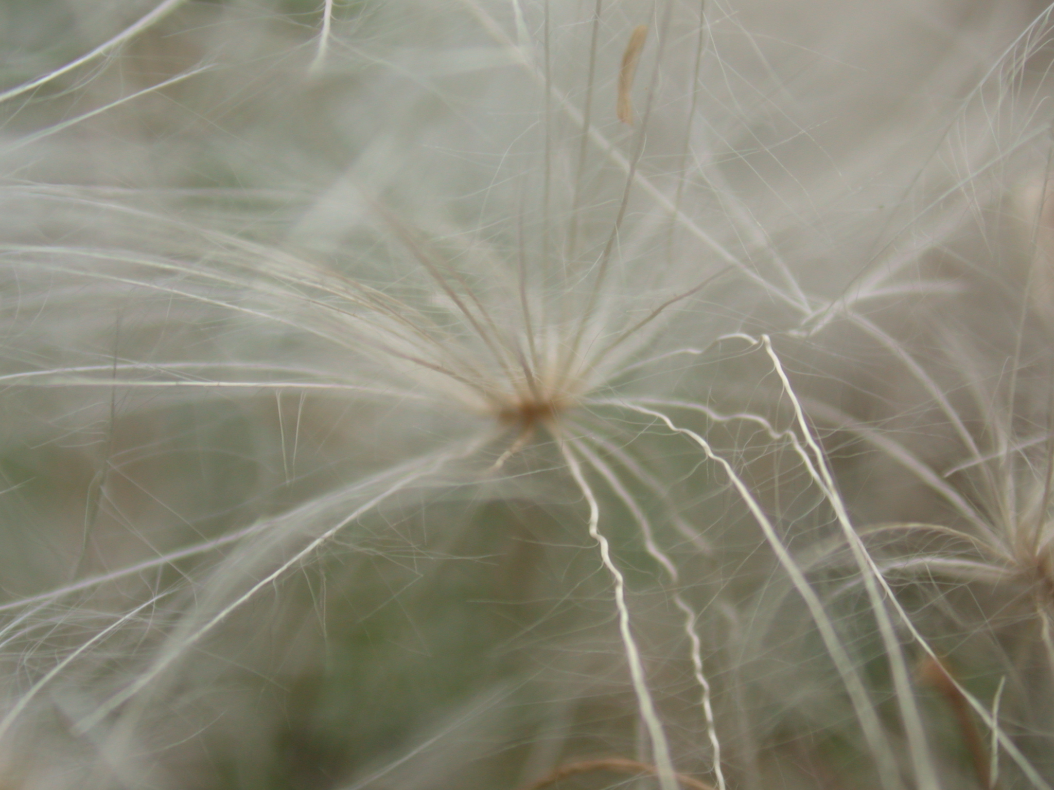 poppy seeds seed wiry bloomed autumn grey white strings stringy web webbing threads spider's