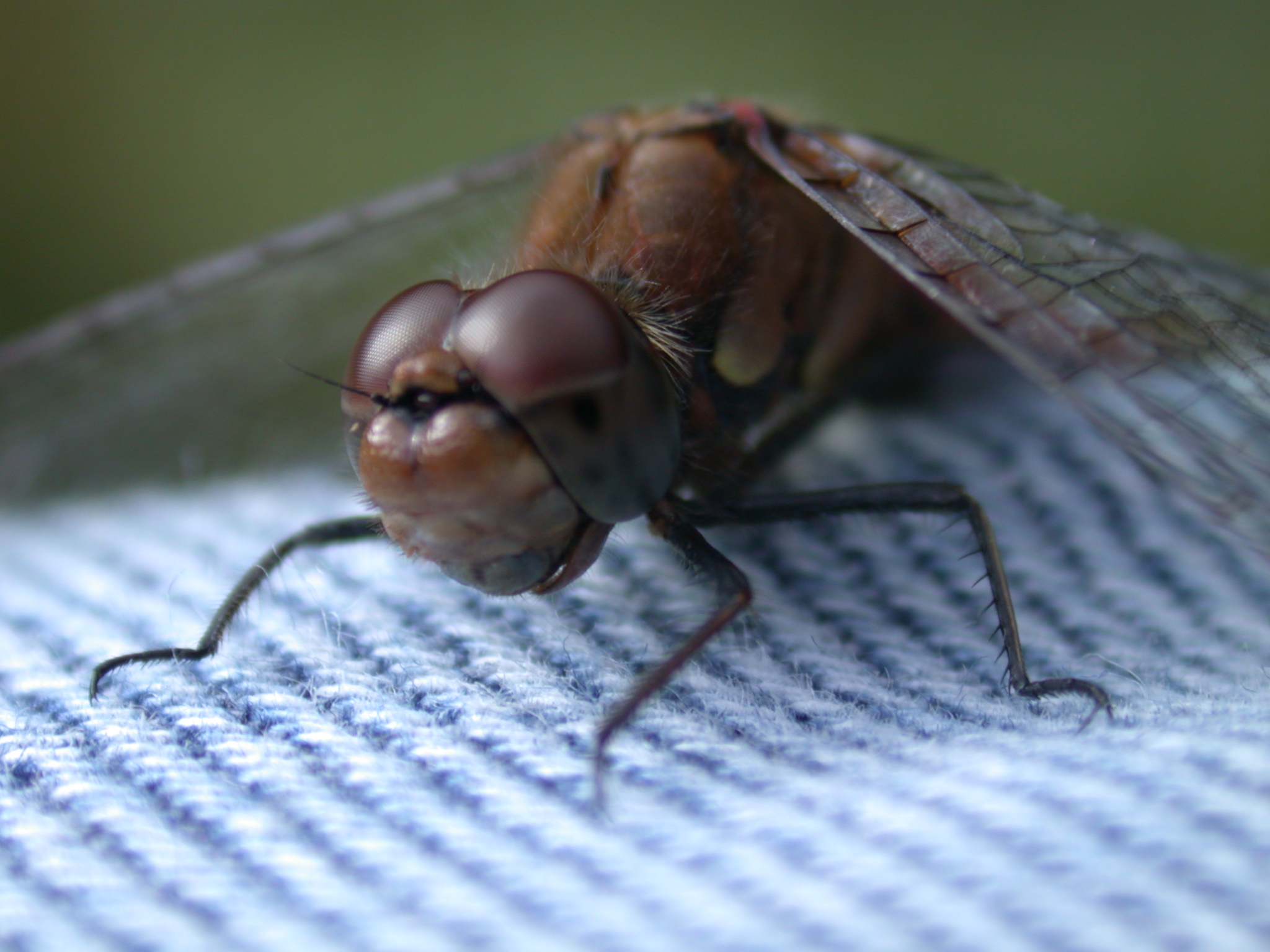 dragonfly dragon fly on jeans wings closeup facet eyes insect