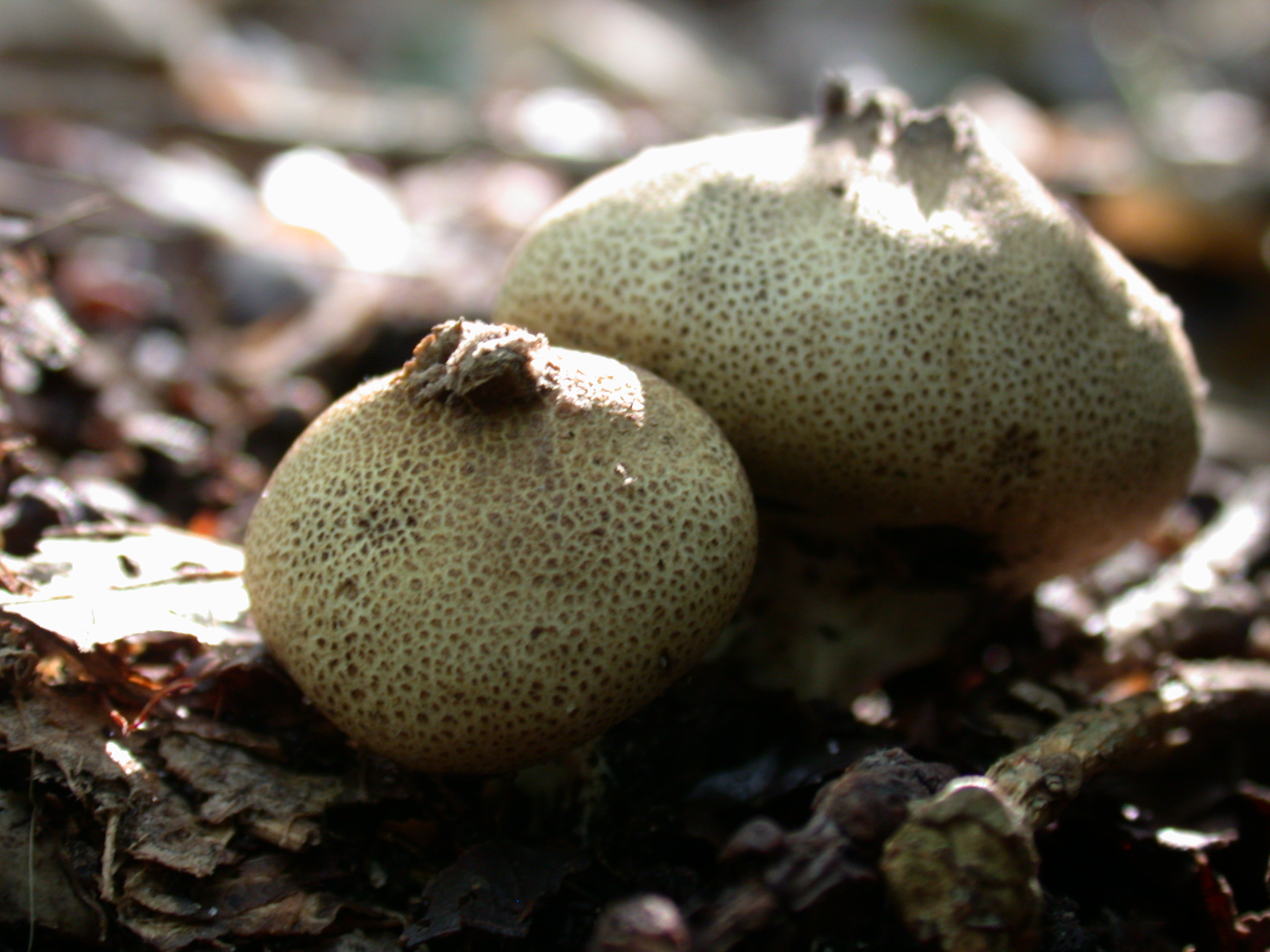 sphere spheres nature plants mushroom