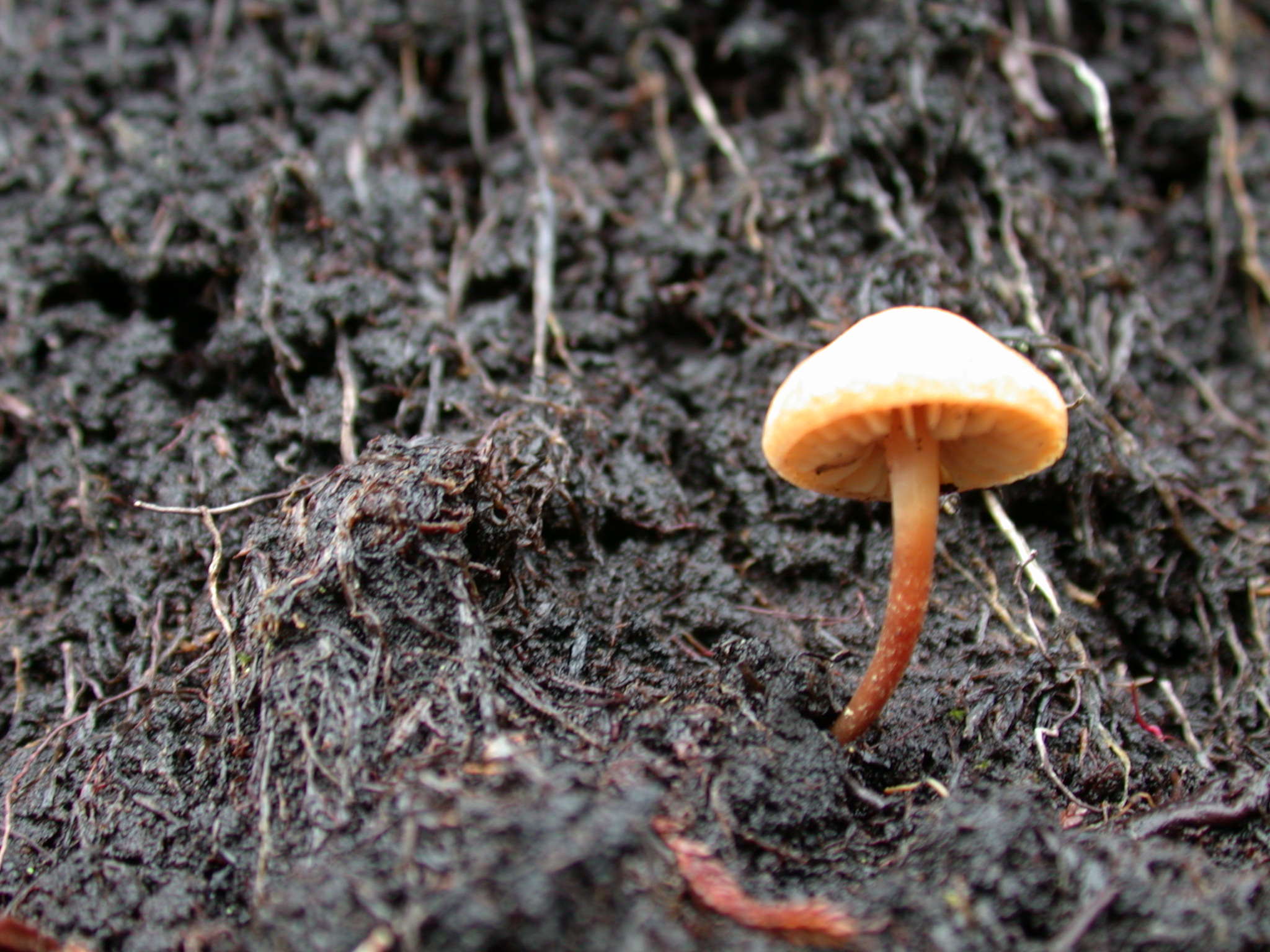 toadstool mushroom bracken undergrowth fungus nature