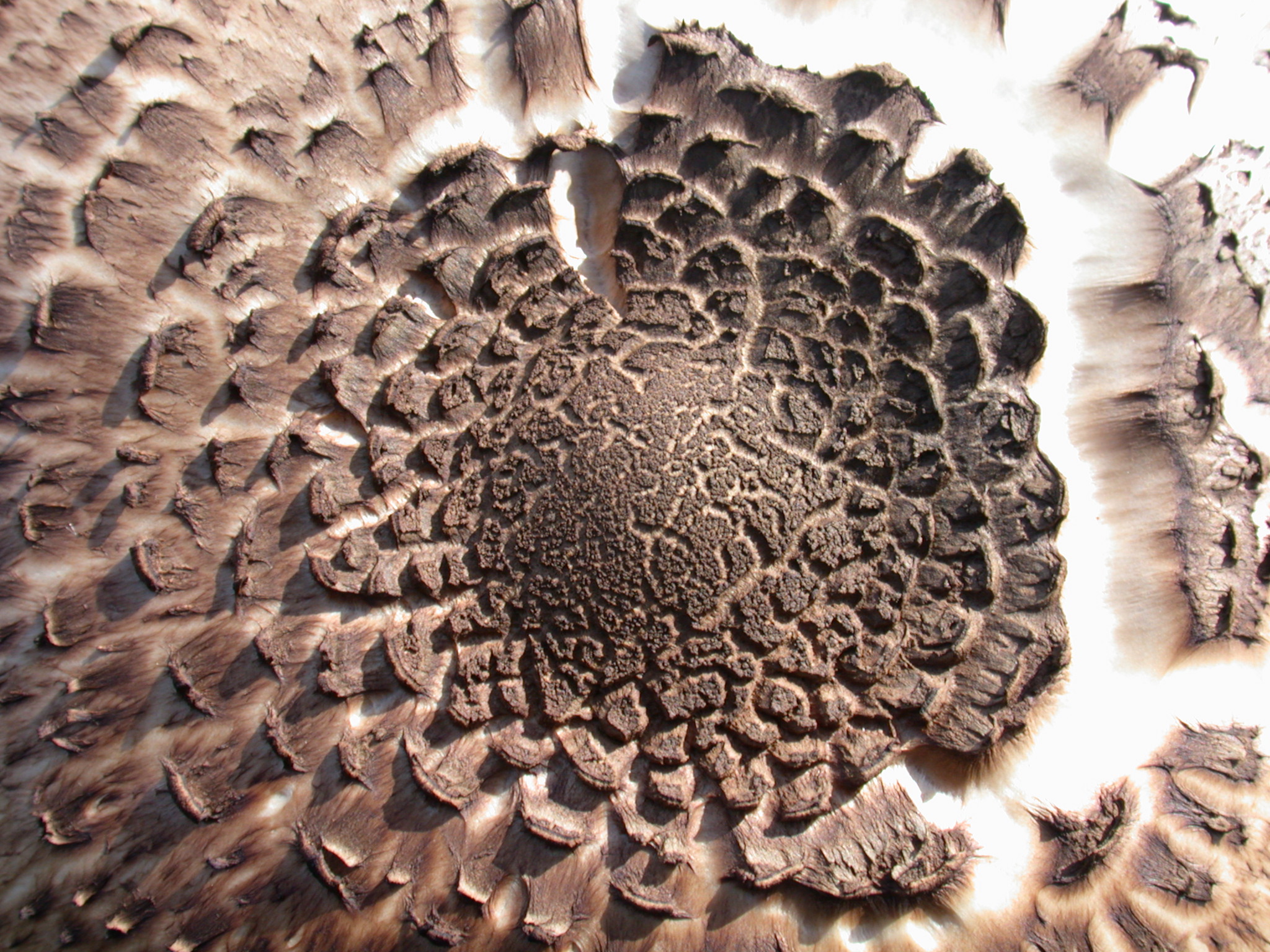 mushroom texture nature plants scale scales