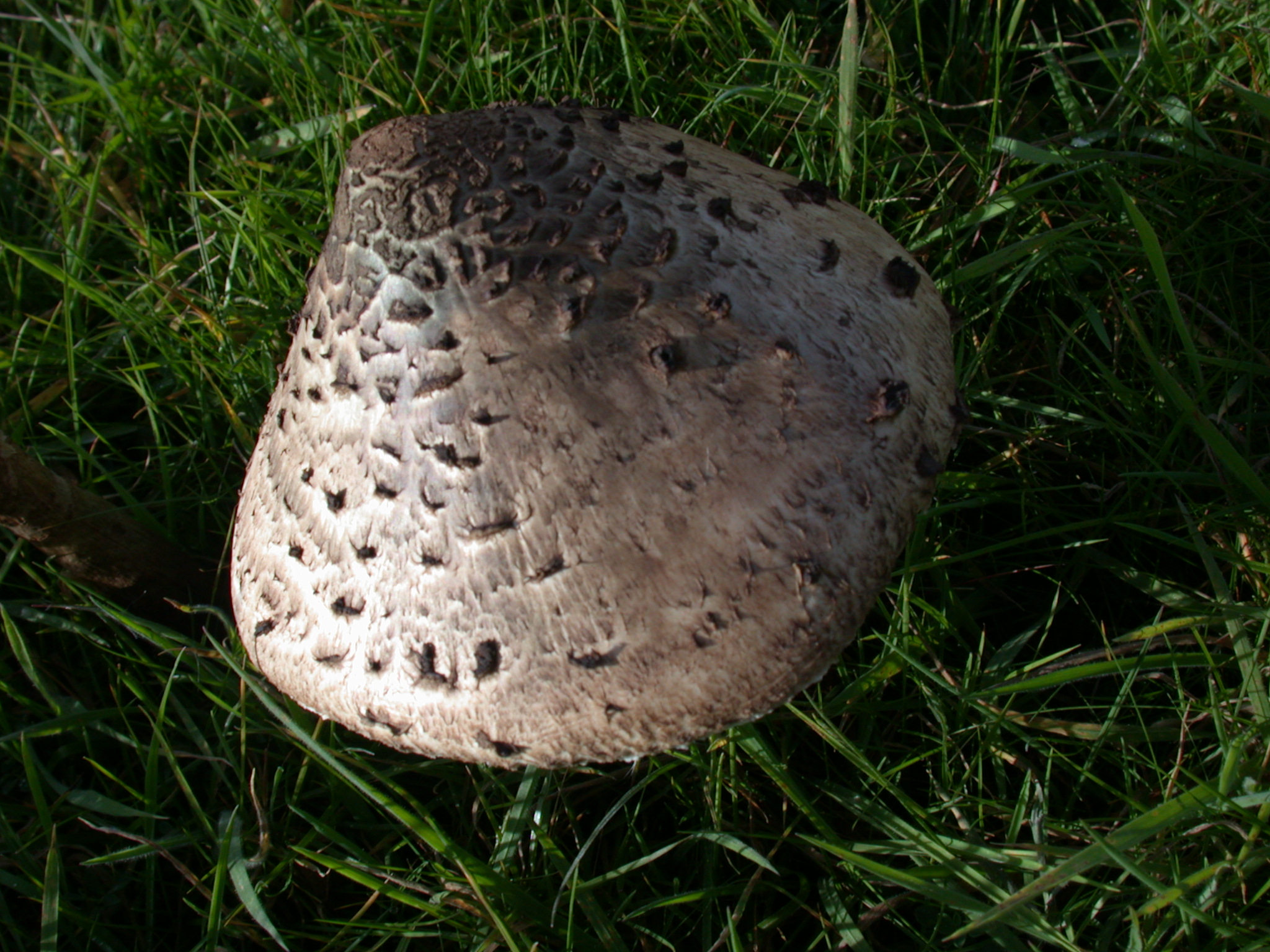 mushroom toadstool fungus large grey speckled