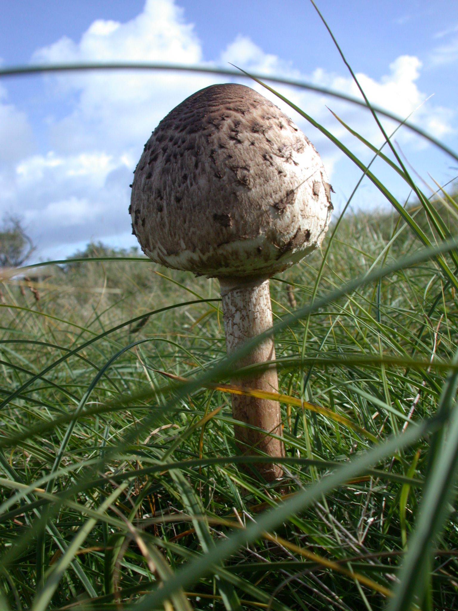 nature plants mushroom fungus big