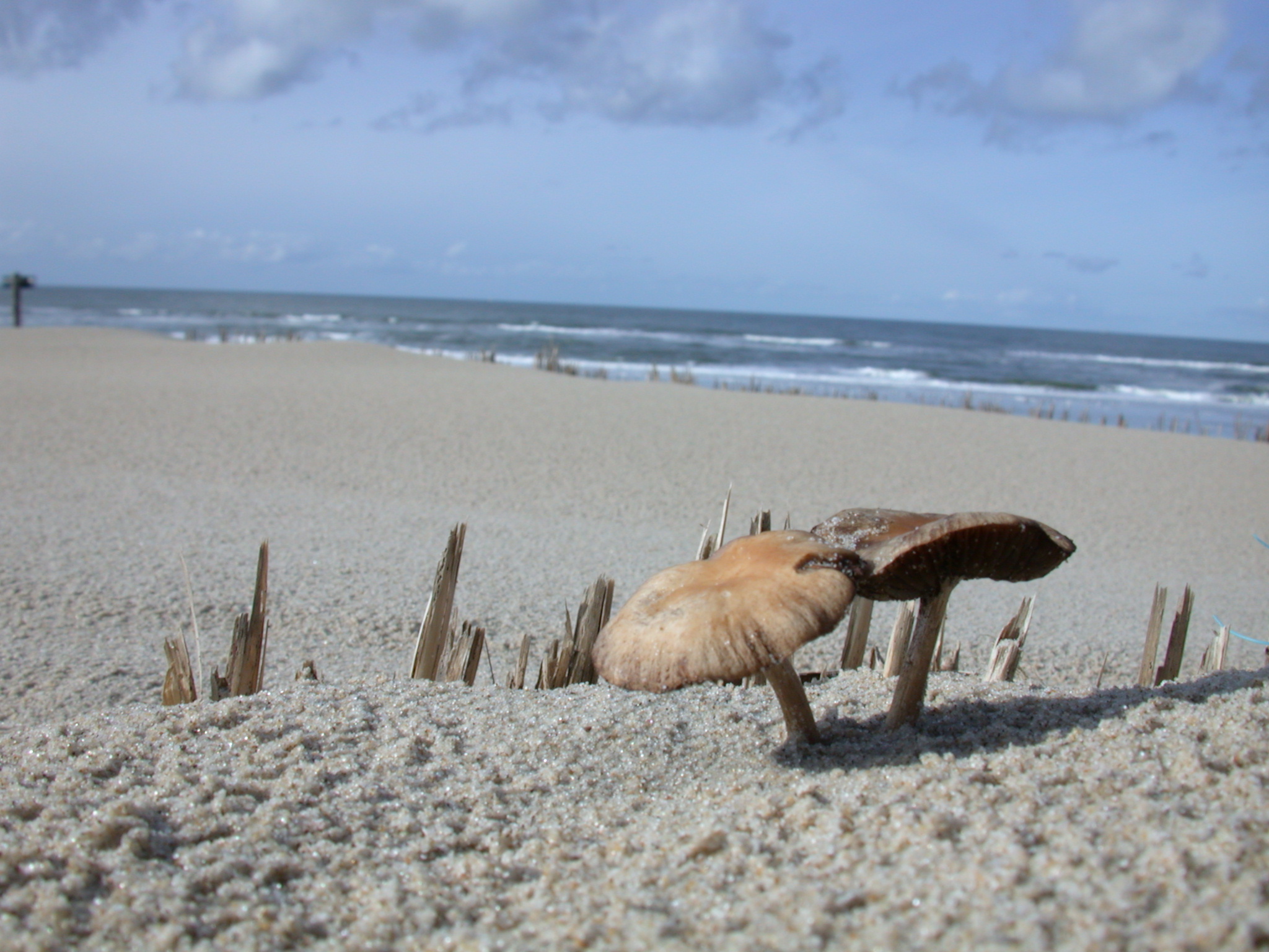 beach breezy toadstool mushroom brown windy growth growing deserted sand grain grains of