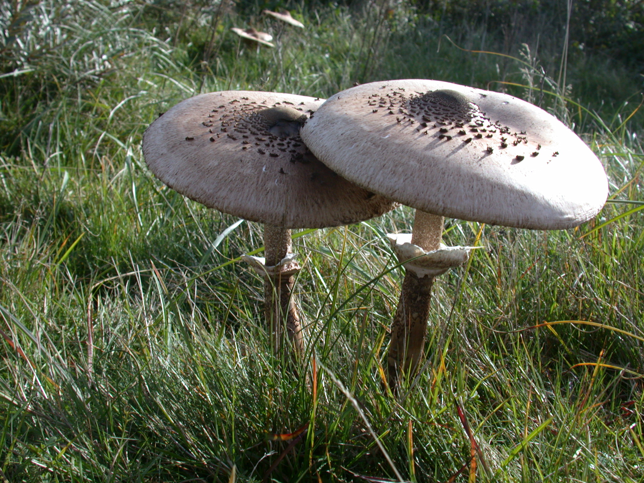 toadstool toadstools mushroom mushrooms fungus natural grass growth growing