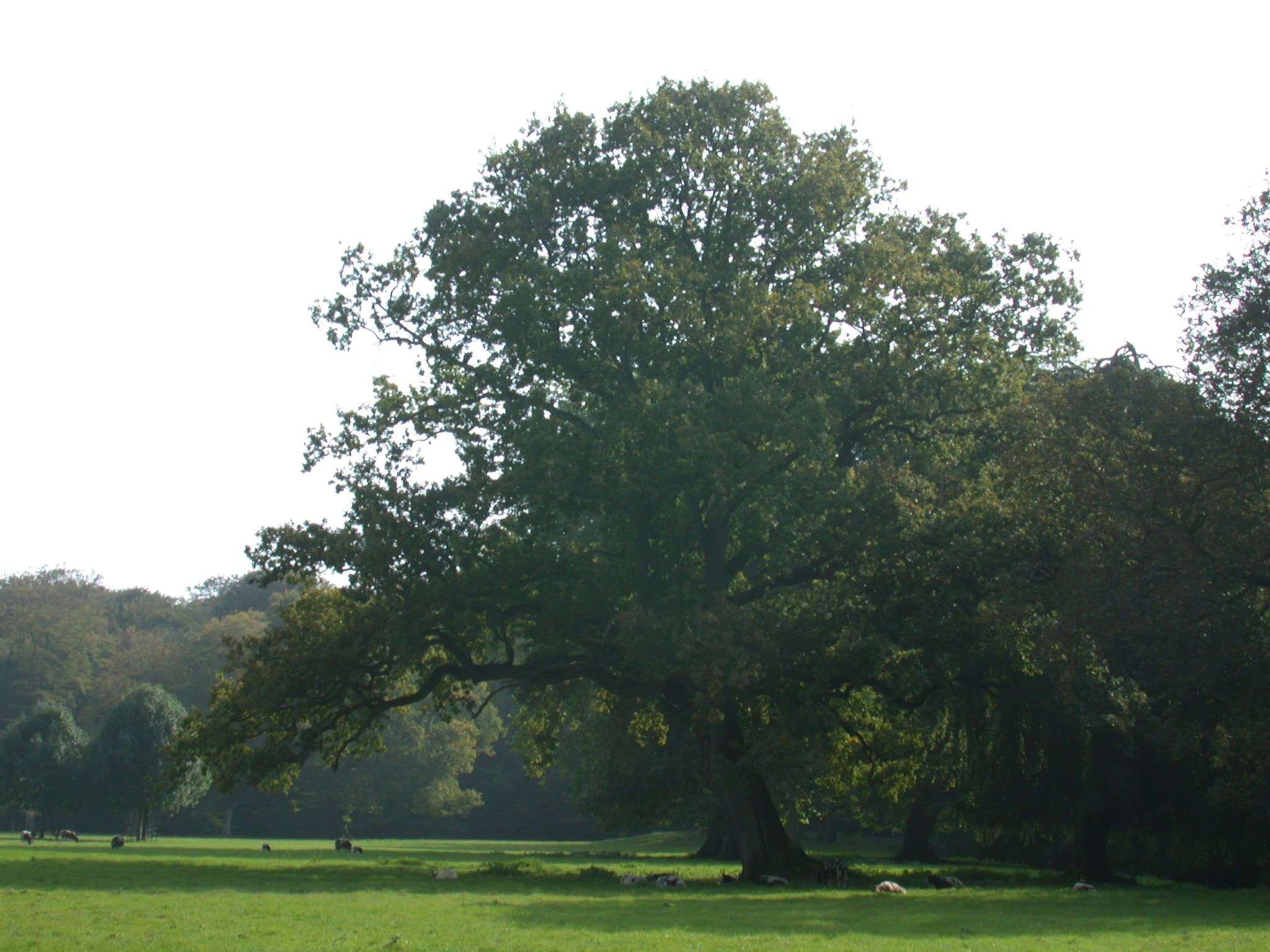 big tree in field grass animals sleeping summer