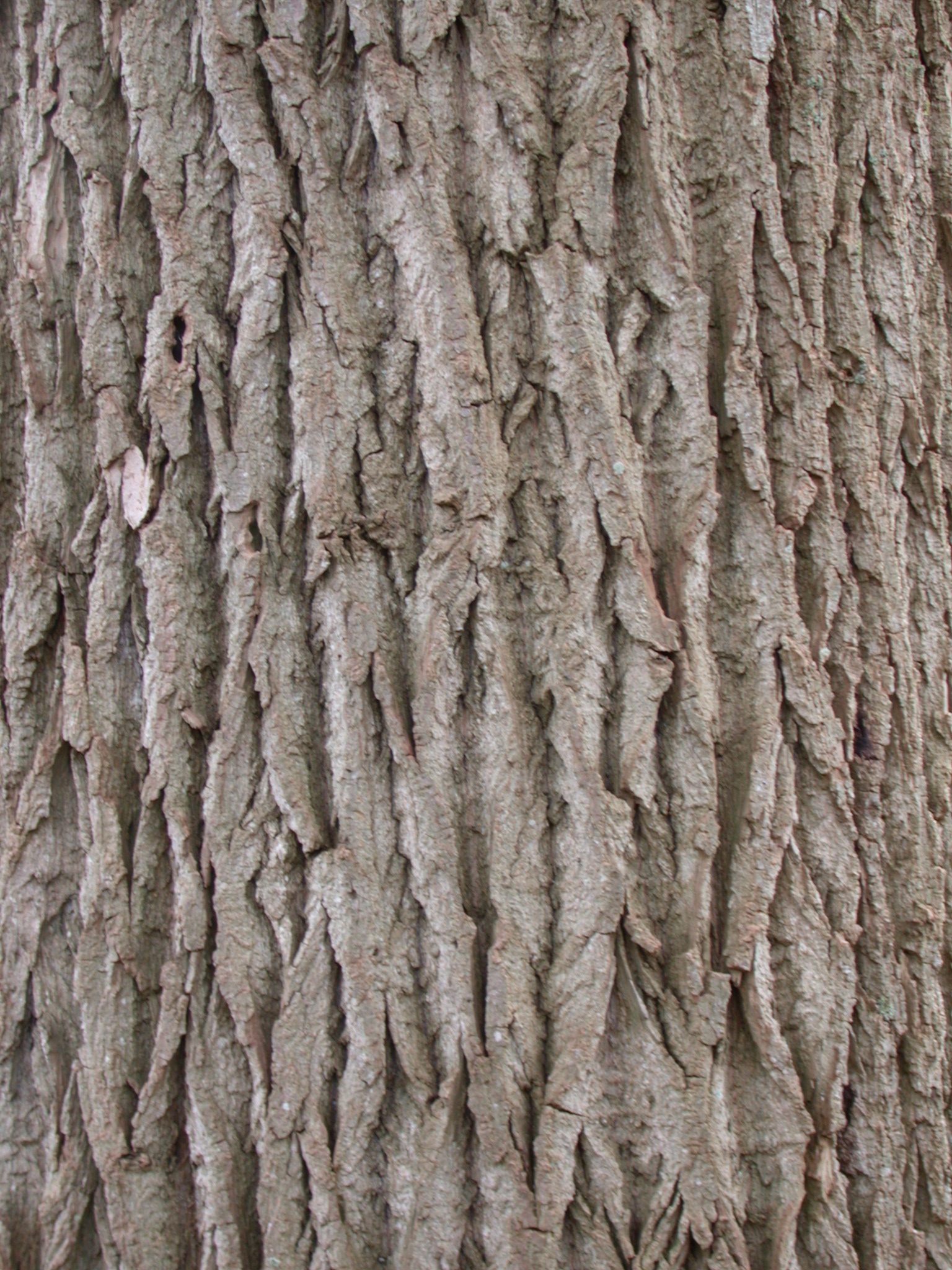 Imageafter Textures Wood Texture Bark Coarse Poplar Tree