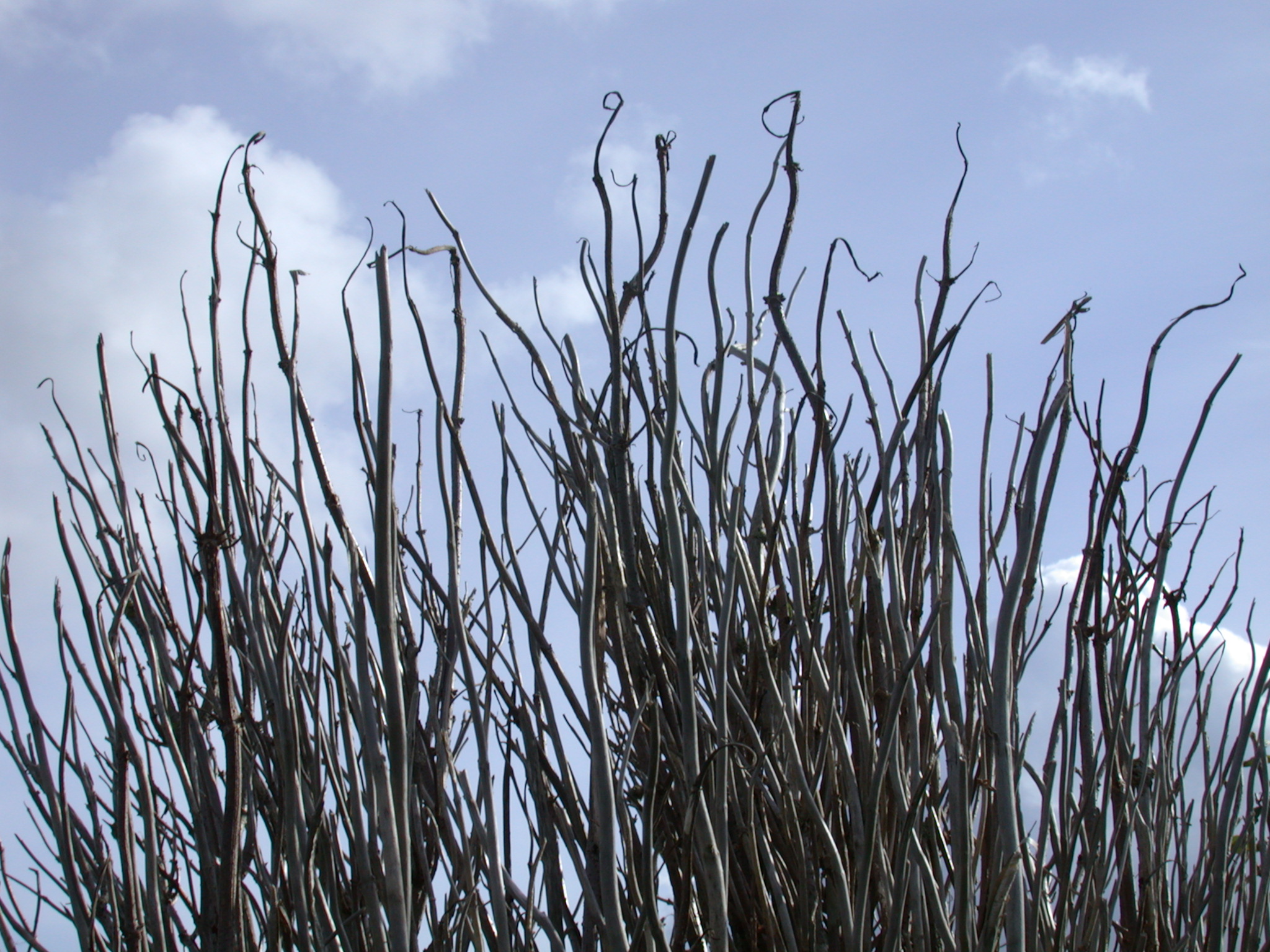 wood branch branches bush bushes elder