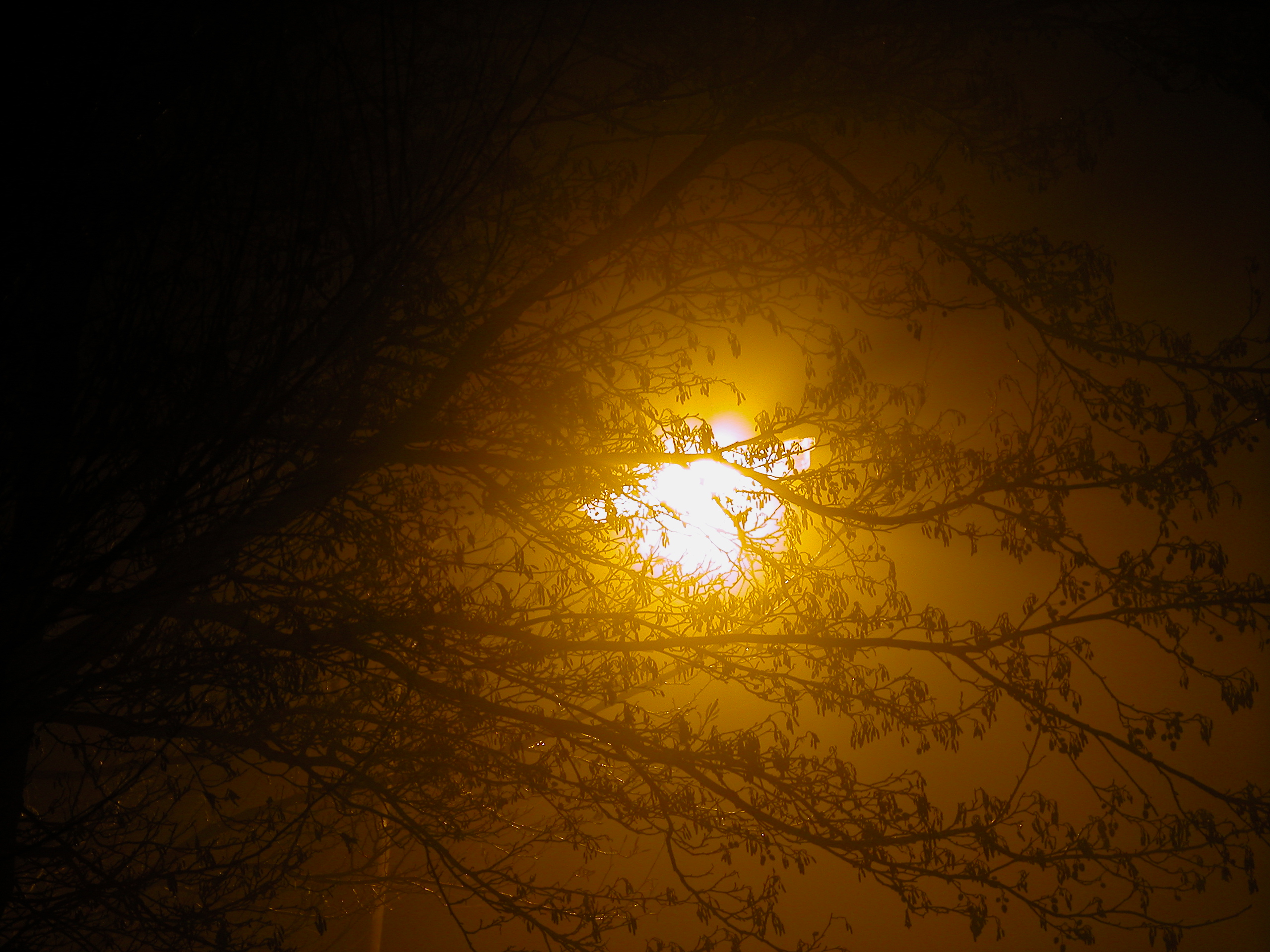 lightfx lighteffects tree branch branches silhouette lantern streetlantern light moon moonlight