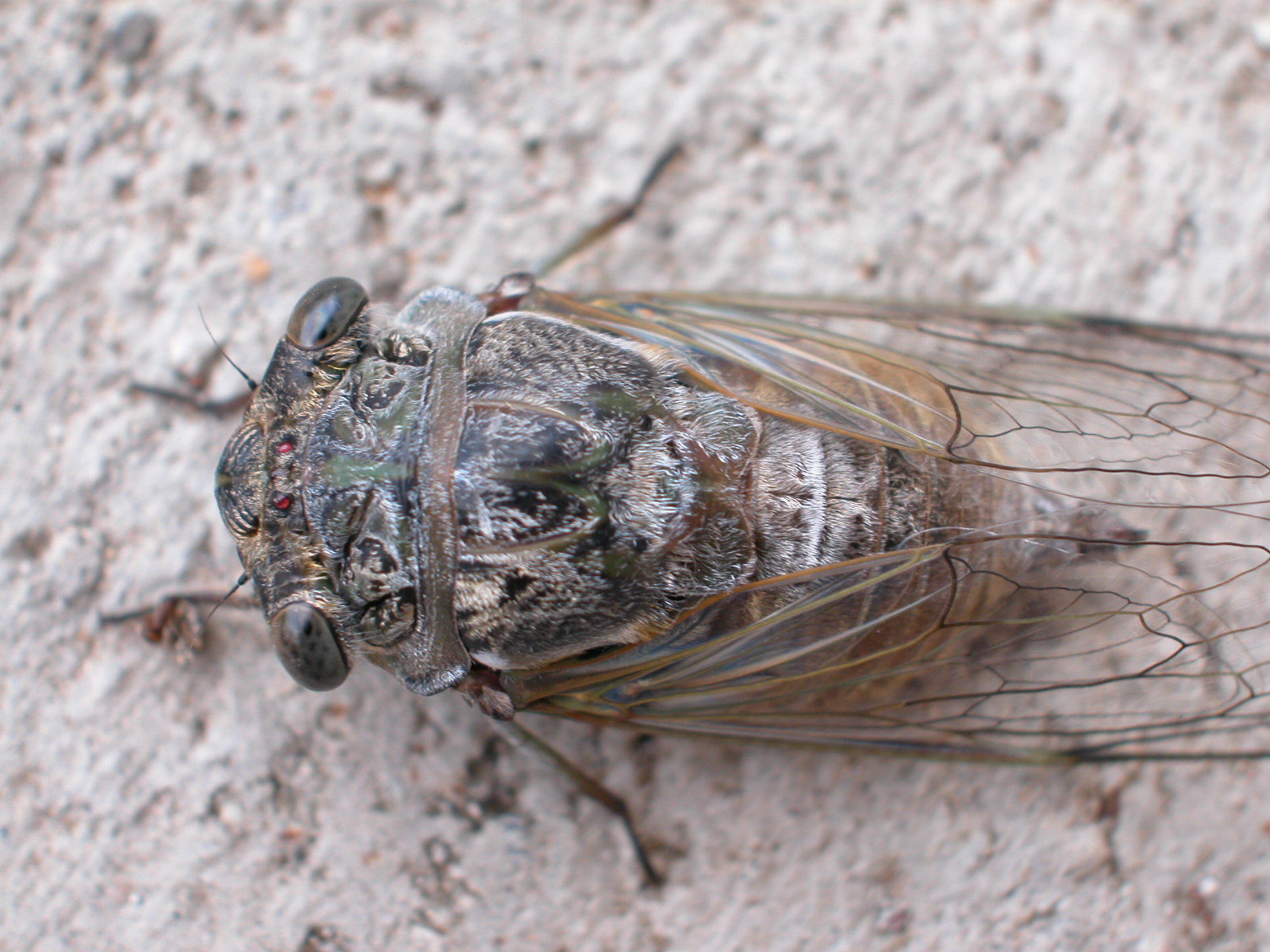 fly insect black horesefly (?) scary looking wings