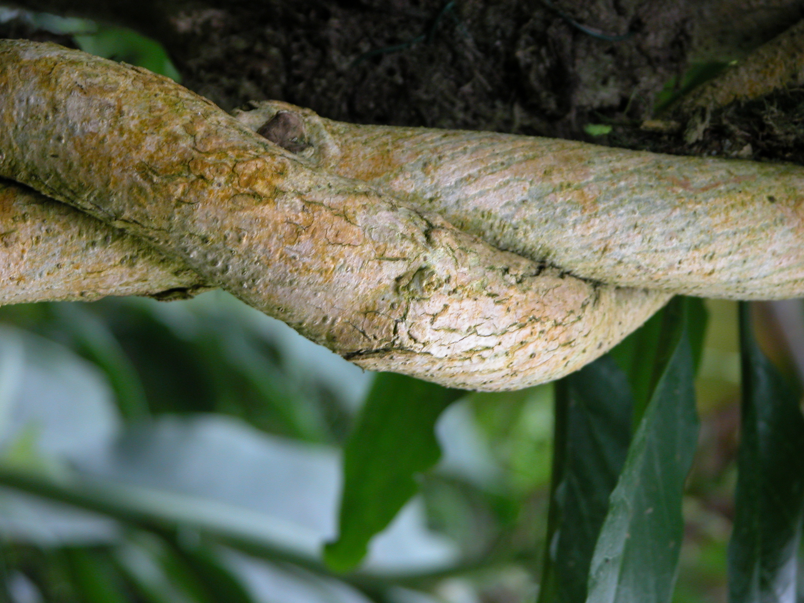 nature plants roots tangled branch branches bark