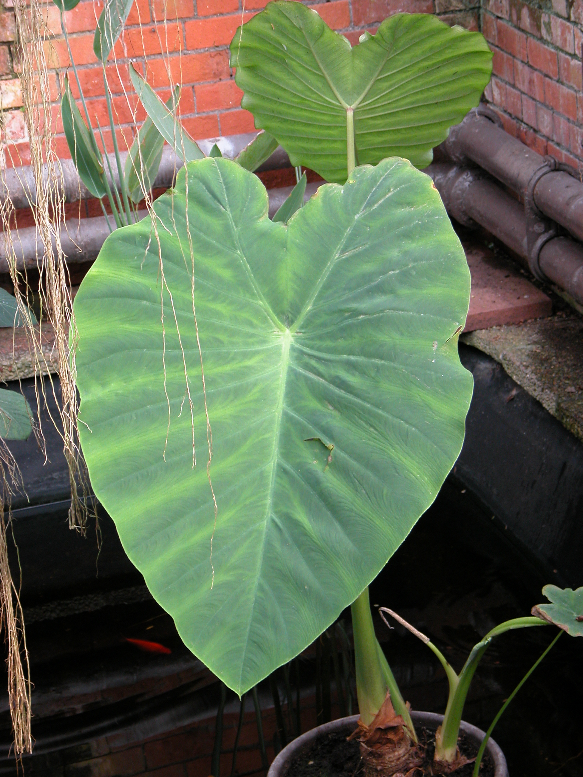 Image After Images Big Leaf Tropical Plant In Water Green