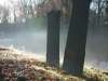 grave graves tombstone tombstones fog myst mist graveyard architecture exteriors fall