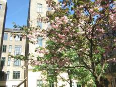 tabus tree flowering flowers pink university building