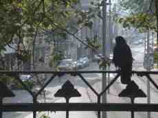 bird on a balcony balck street view