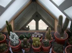 architecture interiors cube cubehouse rotterdam cubehouses cubes succulent nature plants cactus cactusses succulents