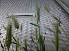 helm grass letter box brushed steel silver