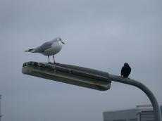 seagull latern streetlight sparrow