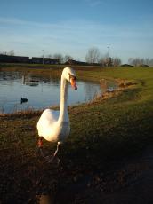 natue animals birds swan walking pool nature landscapes cityscape suburbia suburb frontview front