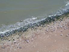shore sea seaguls sand whitecaps