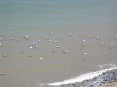 nature animals birds gull seagull seagulls gulls sea ocean flock